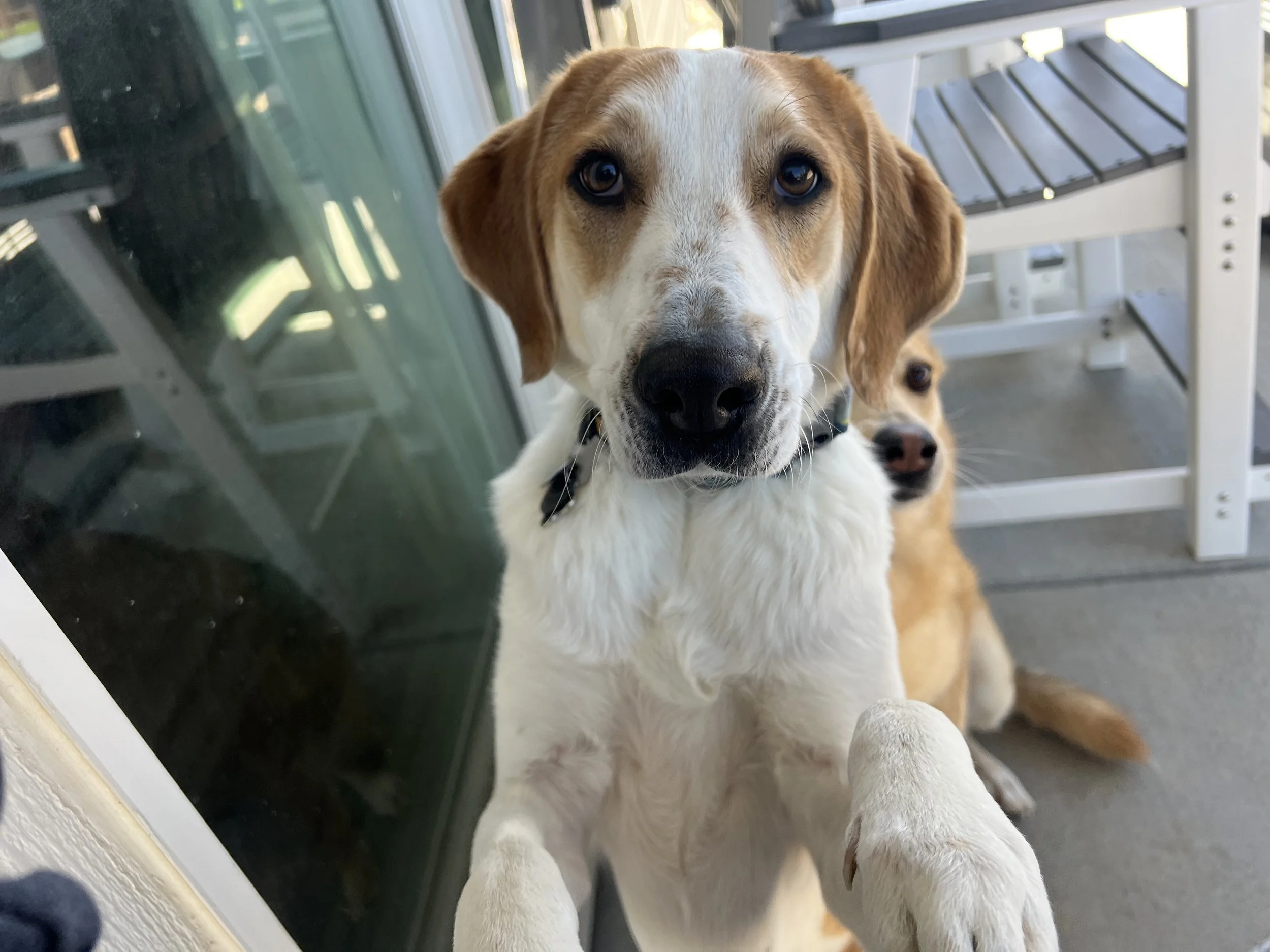 Happy dog receiving personalized back-to-school pet care from Superior Pet Service