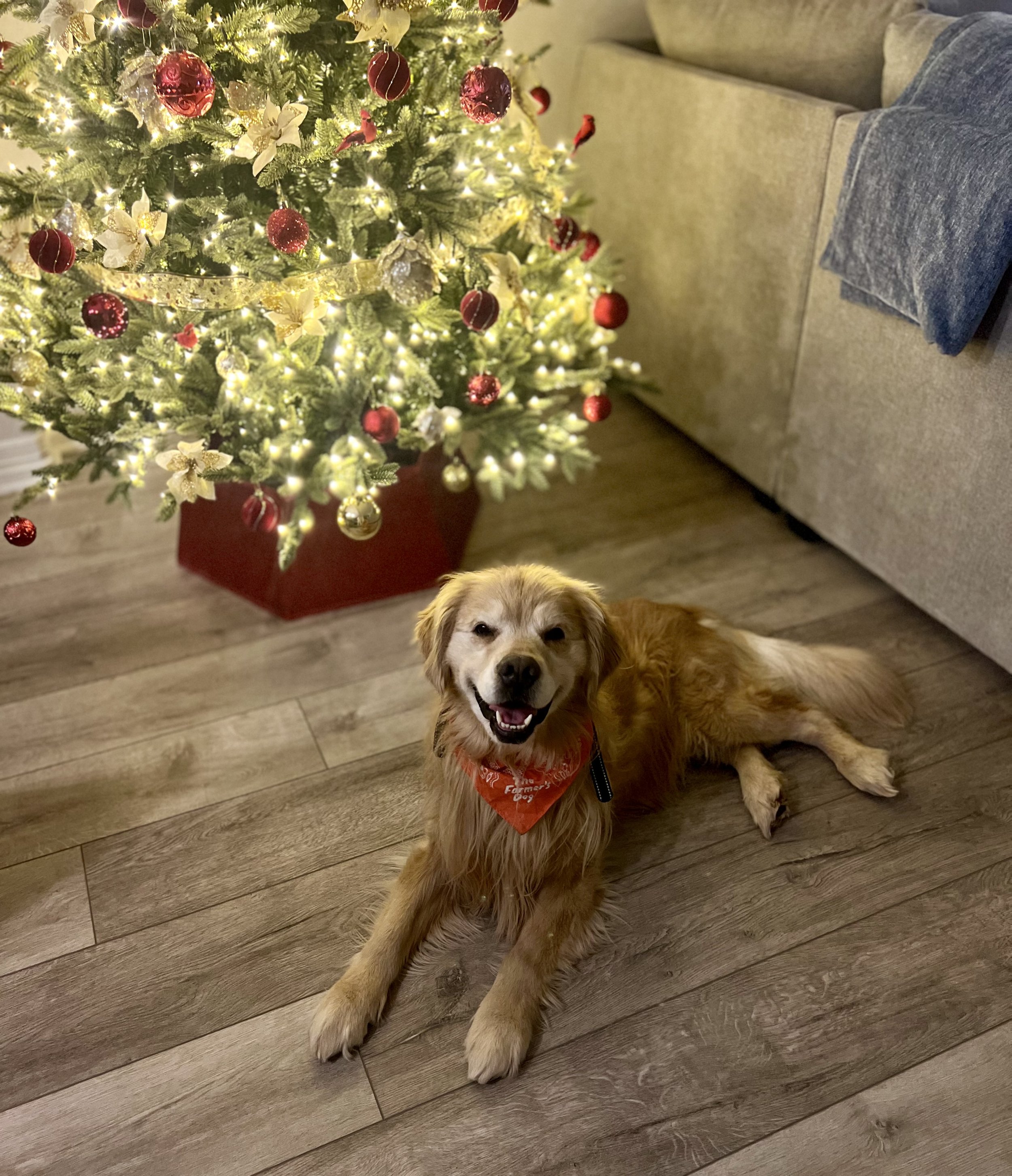 Dog relaxing in a comfortable home environment during Christmas boarding in Erie, CO