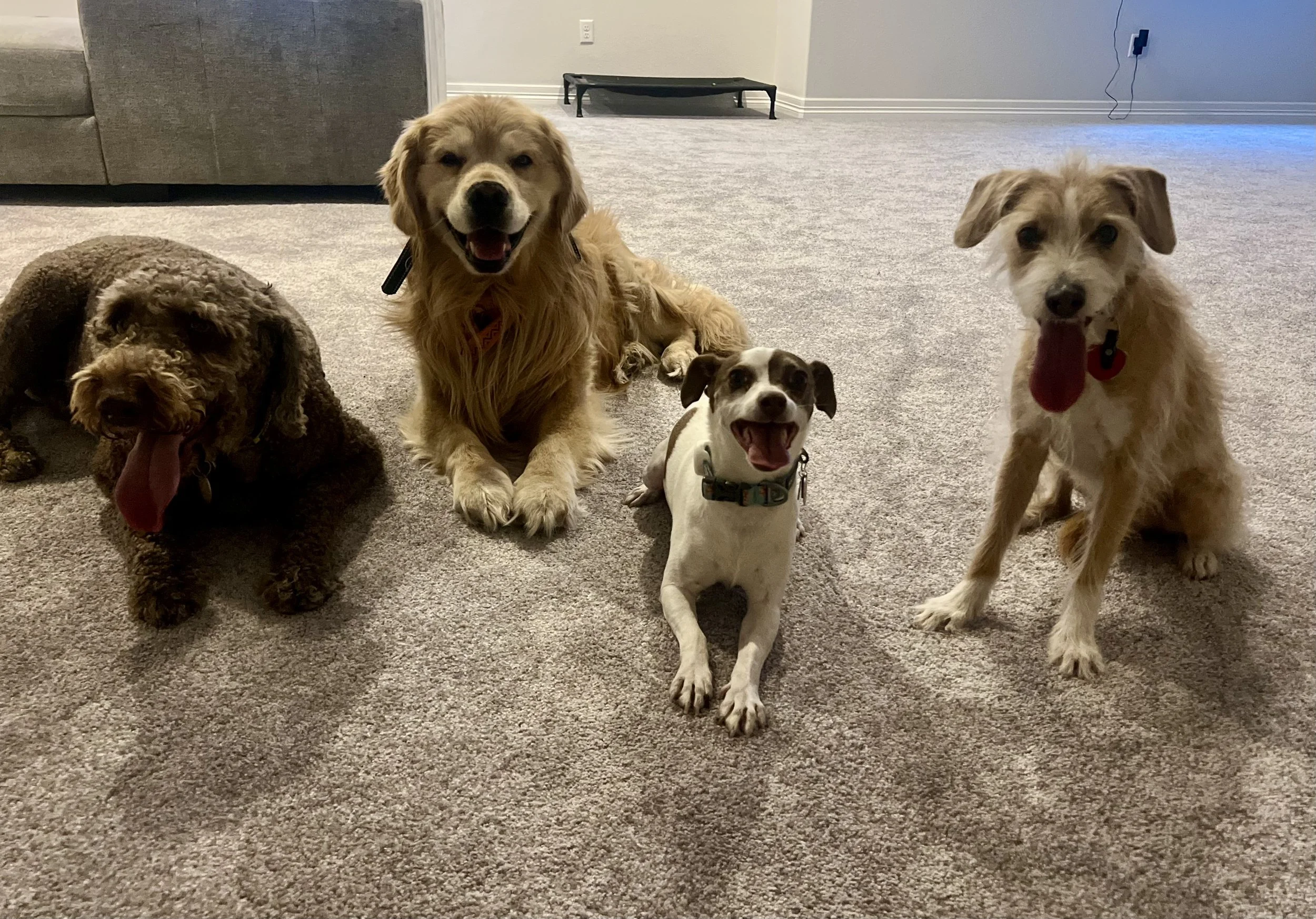 Professional pet care services in Erie, Colorado with personalized attention for every pet.