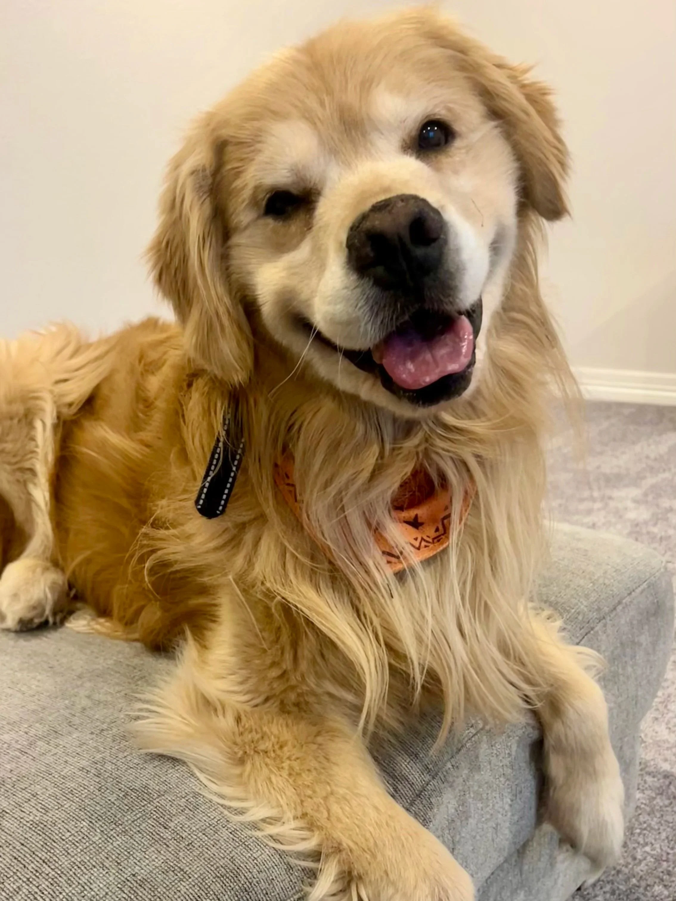 Professional pet sitter caring for a happy dog during an in-home pet sitting visit in Erie, Colorado.