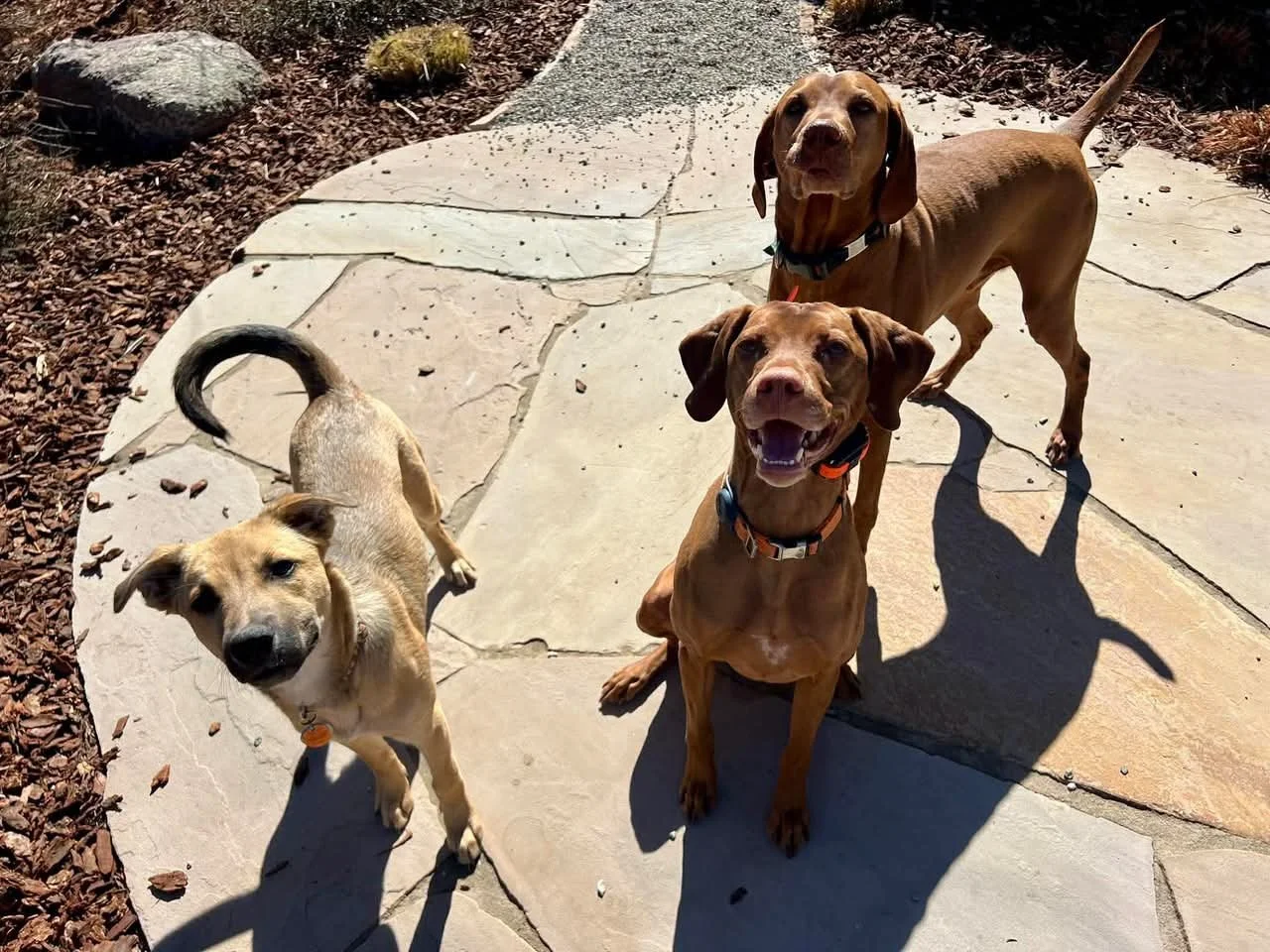 Comfortable overnight stay during trusted dog boarding near Firestone Colorado, where dogs receive personalized attention, exercise, and a relaxing environment while their owners travel.