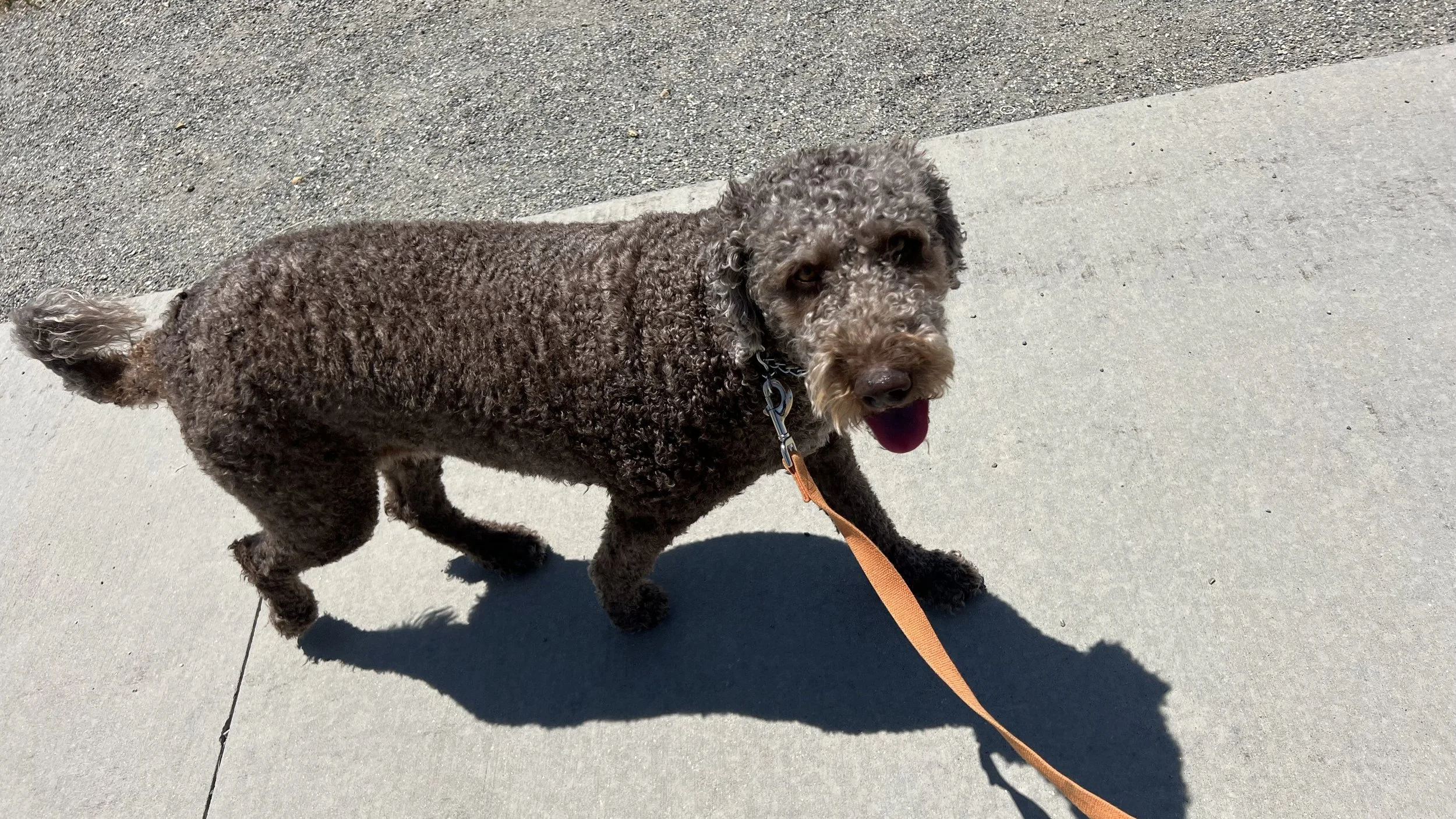 Happy dog enjoying healthy exercise and outdoor activity in Erie, Colorado.