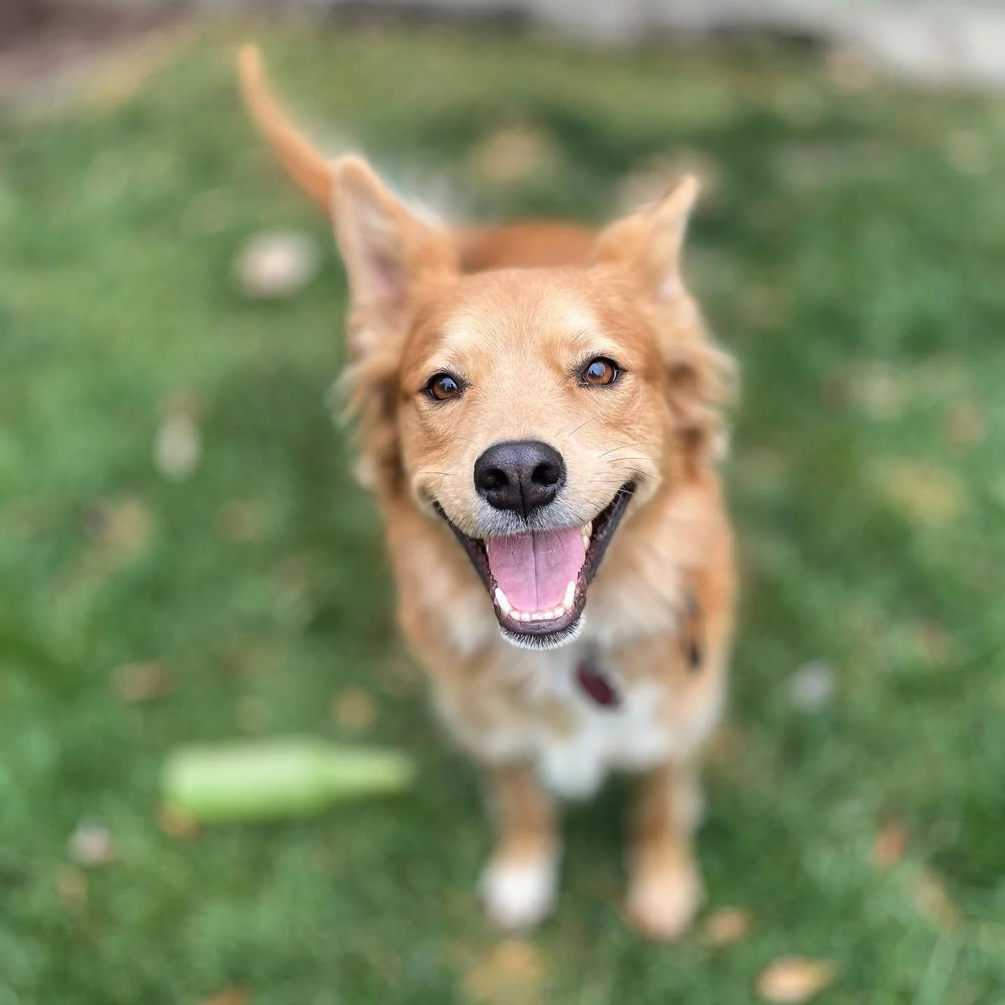 Smiling brown dog with pointy ears standing on green grass, looking up at the camera