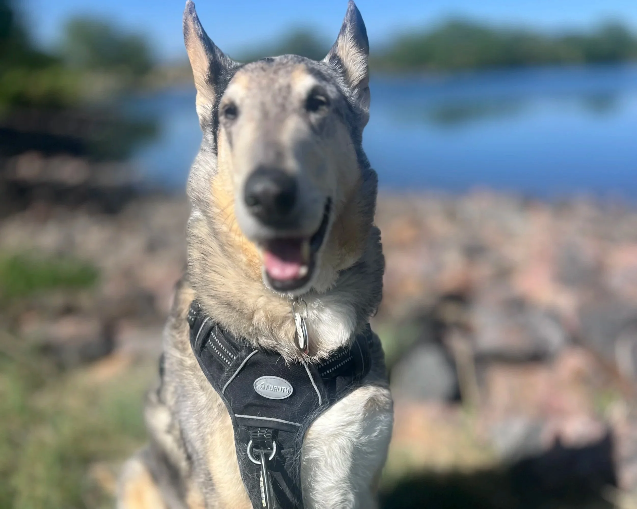 professional dog walking services in Erie CO