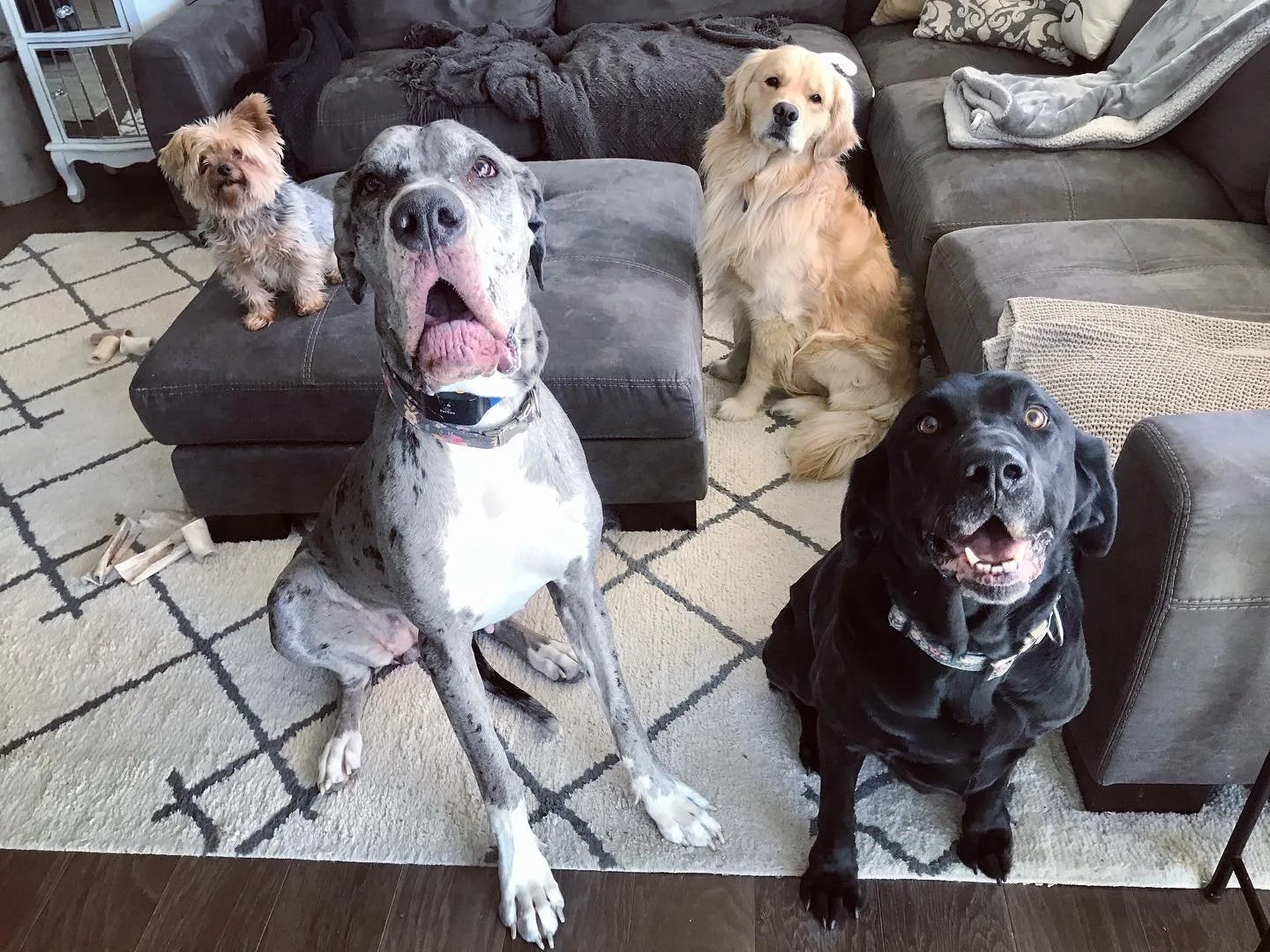 Trusted Erie, Frederick, Broomfield,  Superior, Louisville, Westminster, CO pet care - personalized dog walking, boarding, grooming, in-home pet sitting & overnight stays with experienced, loving pet professionals.