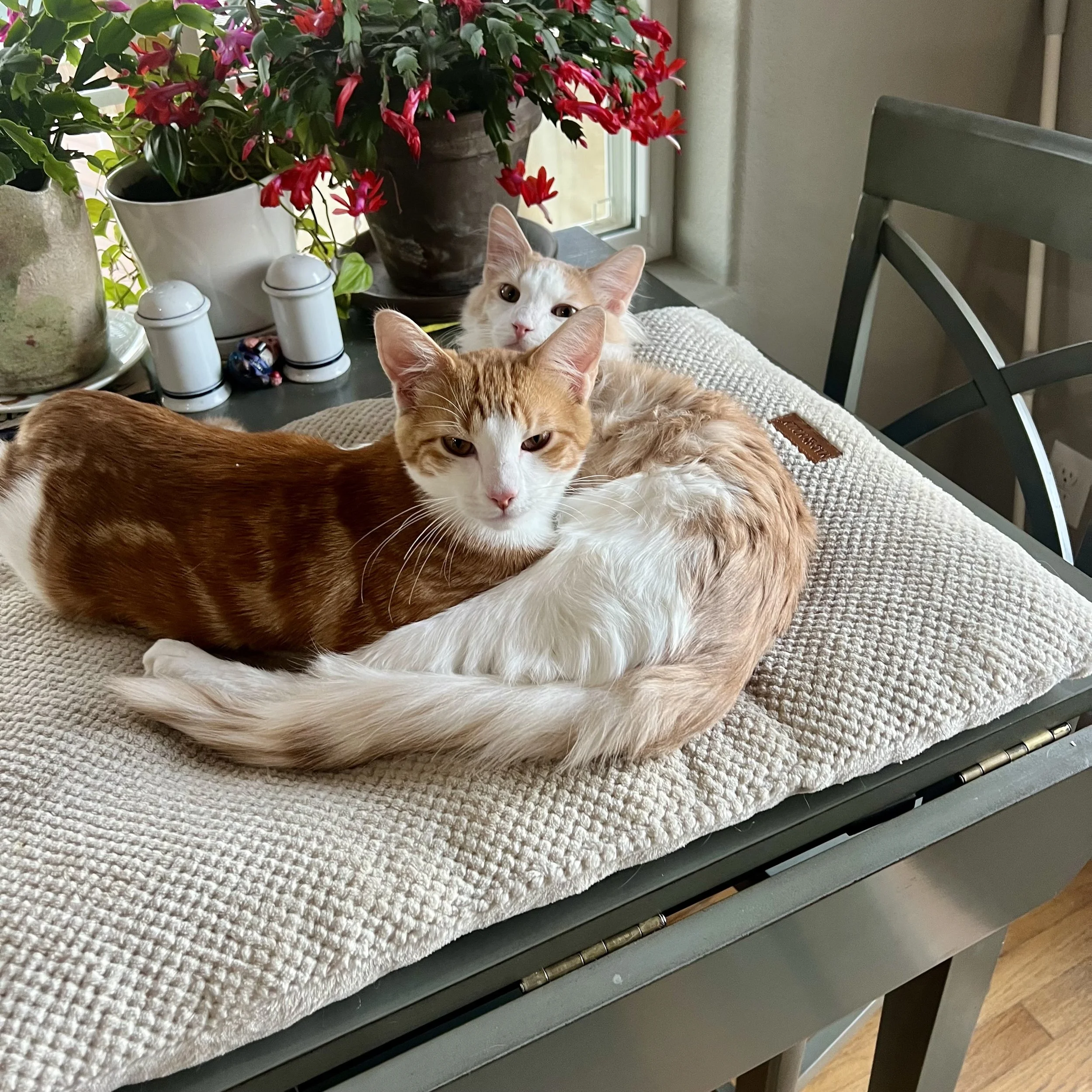 Cat receiving in-home pet sitting during Christmas holiday travel in Erie, Colorado