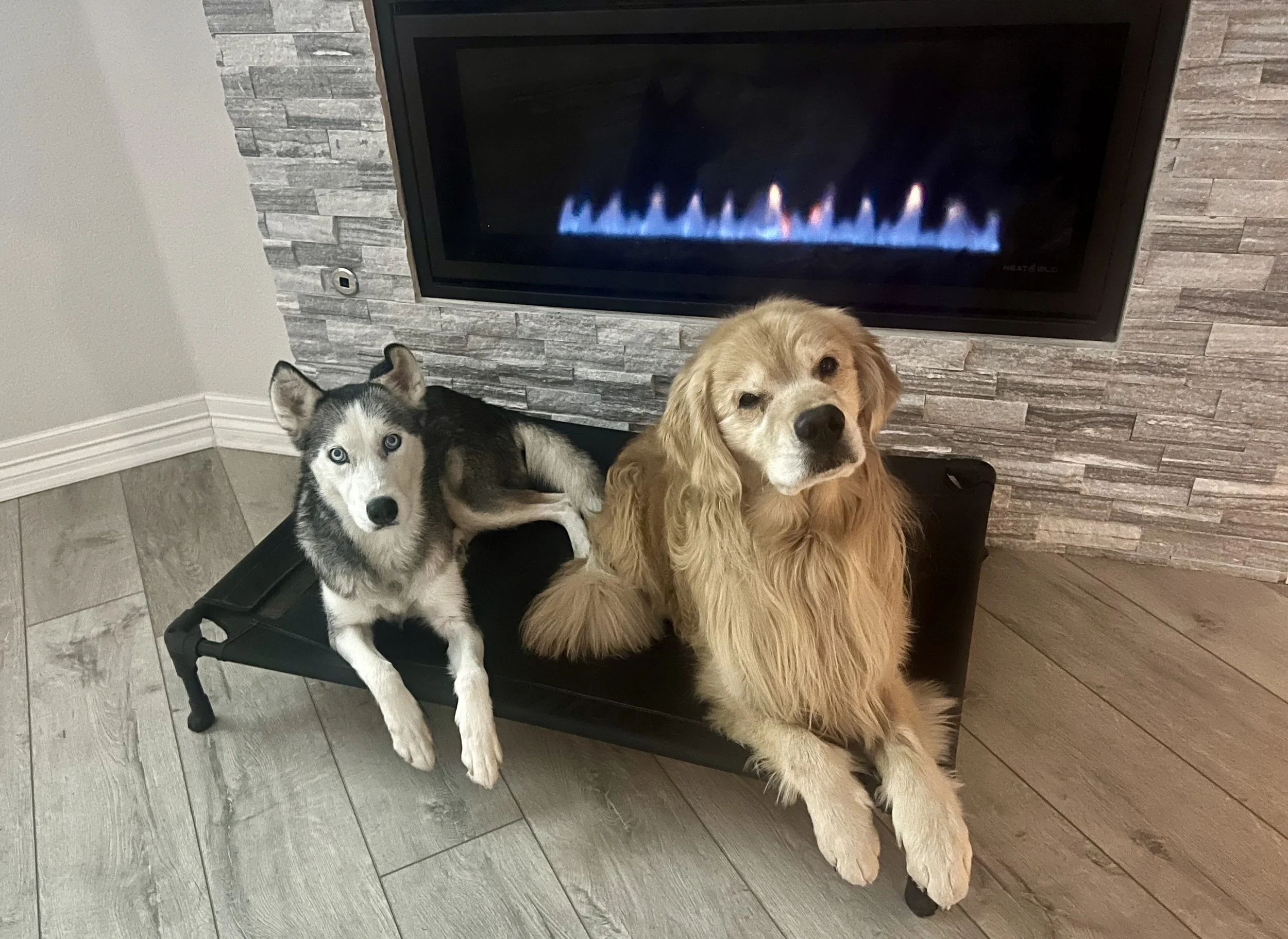 dog walking Erie CO, pet sitting Erie, dog walker near me, dog boarding Erie Colorado, pet care near me, dog walking 80516