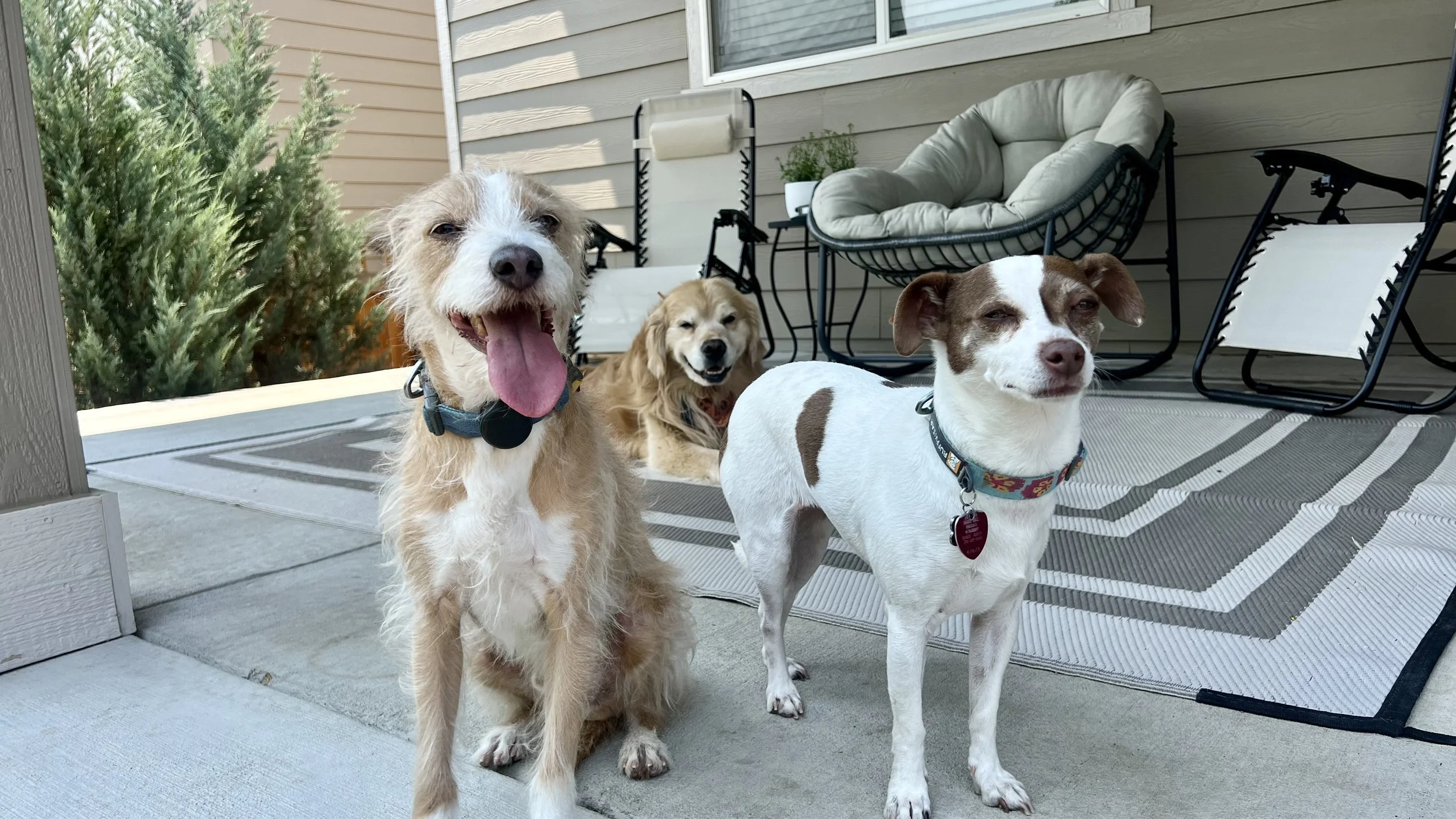 Trusted pet sitter providing dependable in-home care for pets across Northern Colorado.