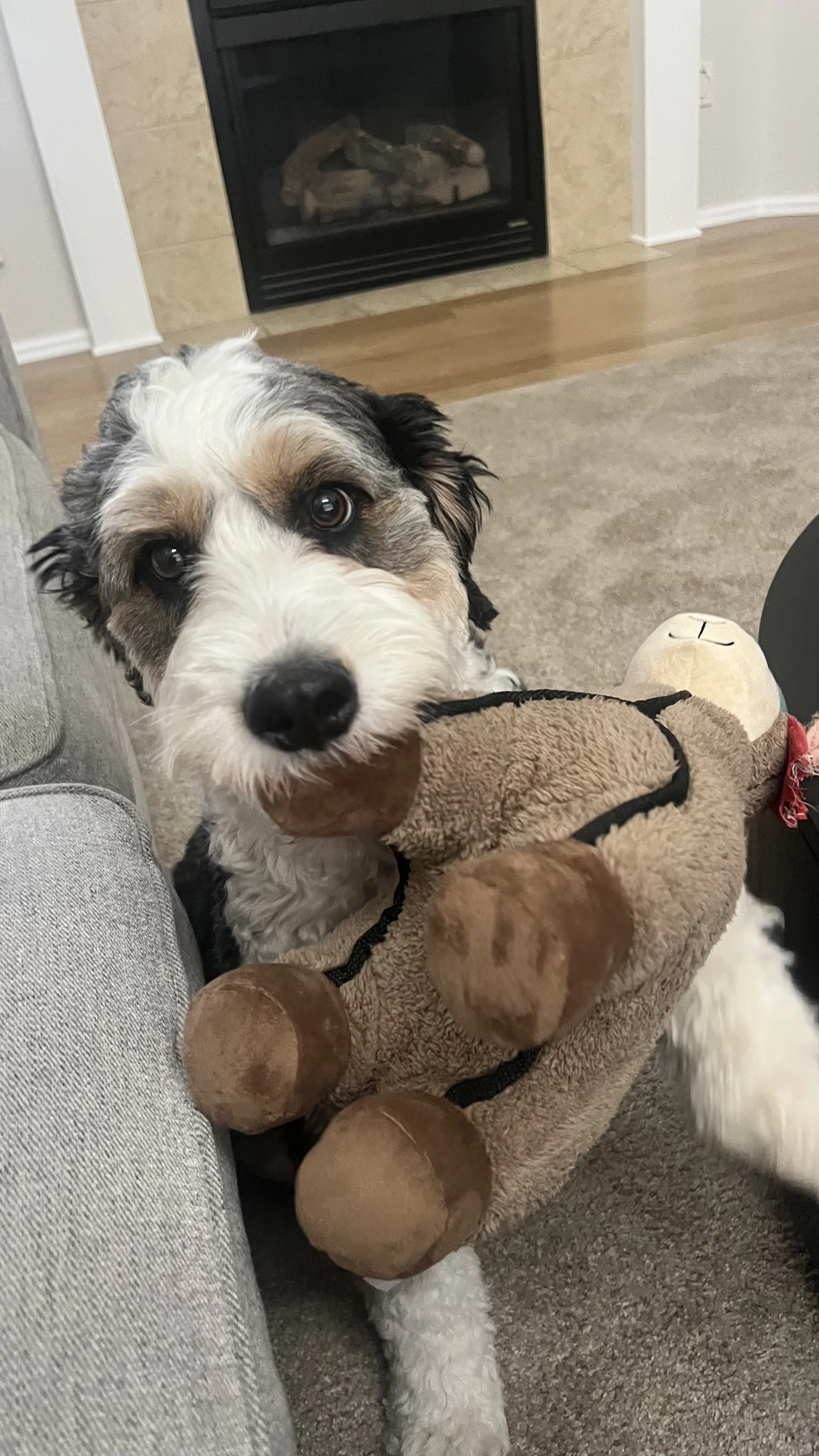 Happy puppy receiving attention and playtime during a daily drop-in pet care visit