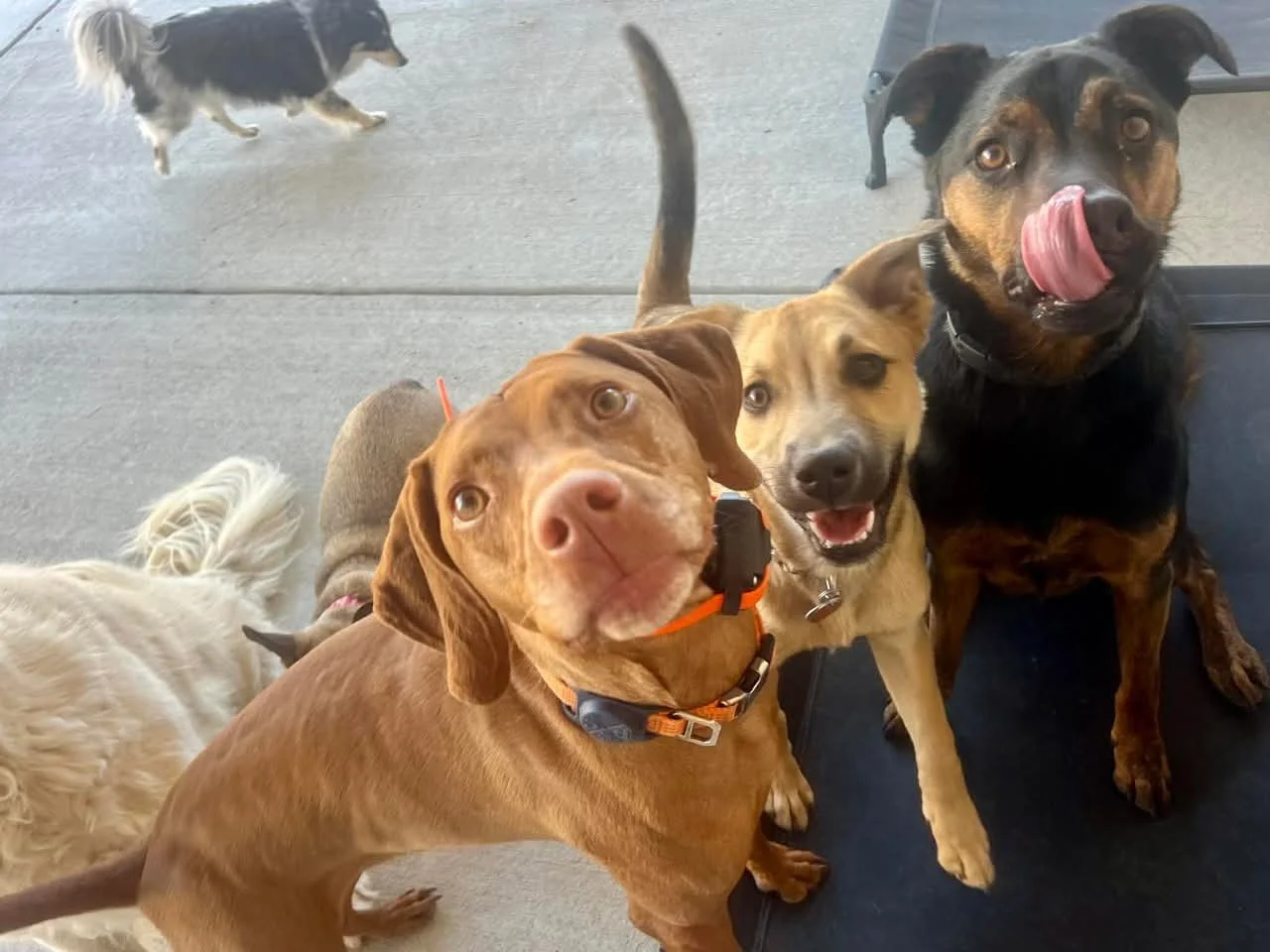 Professional dog walker arriving for a scheduled dog walking visit in Westminster Colorado, helping busy professionals keep their dogs active, healthy, and mentally stimulated throughout the day.