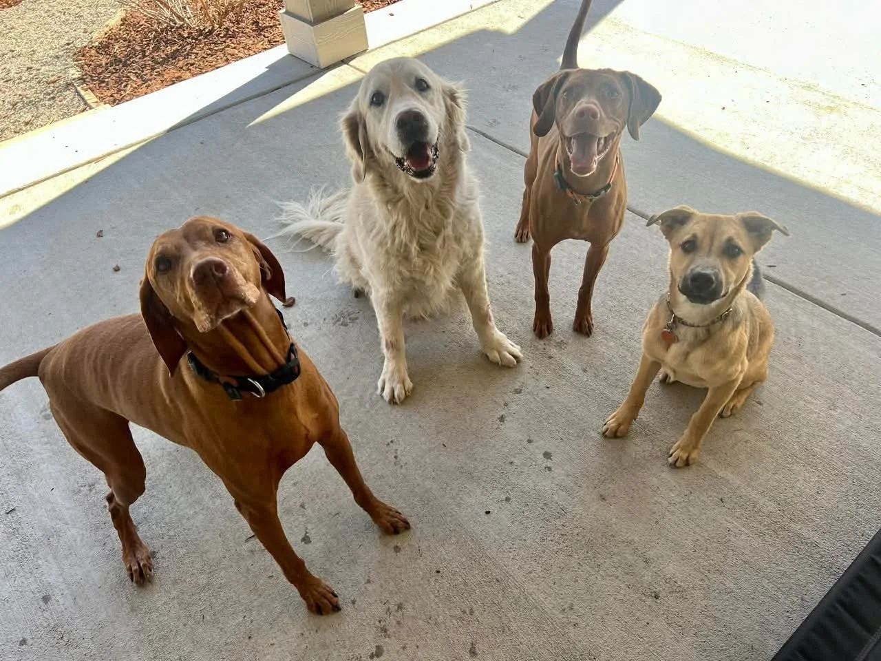 Energetic dog playing during structured dog daycare near Lafayette Colorado, providing exercise, socialization, and safe supervised play for working pet owners needing dependable daytime dog care.