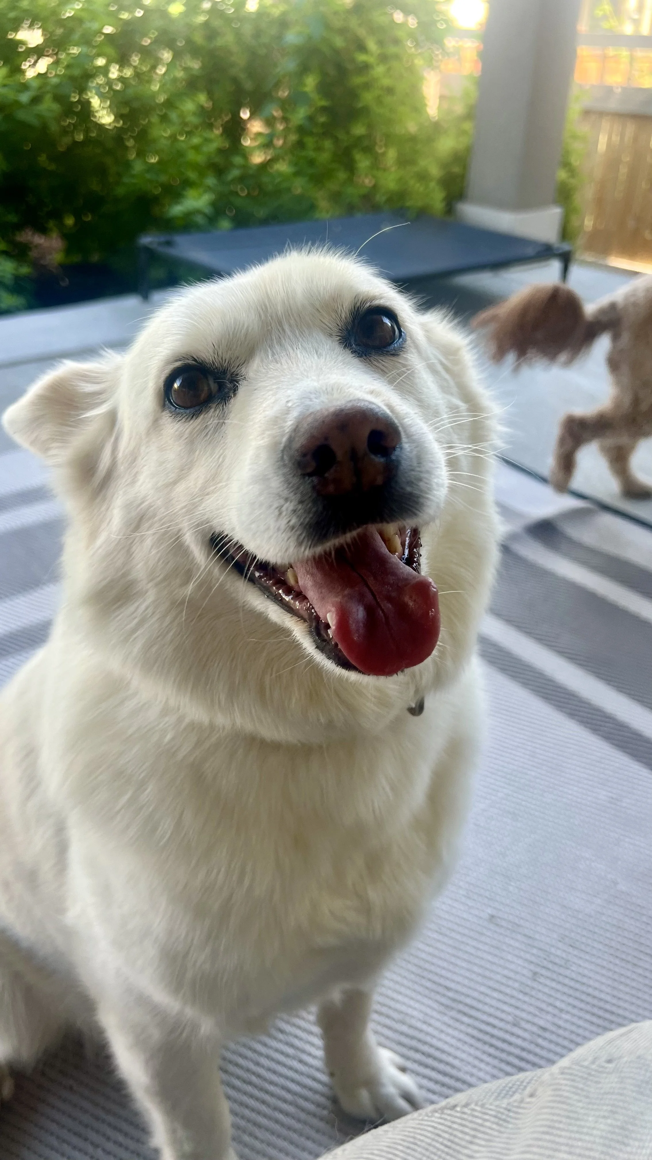 Personalized dog boarding in Frederick Colorado with individualized care, supervised socialization, and daily outdoor time.