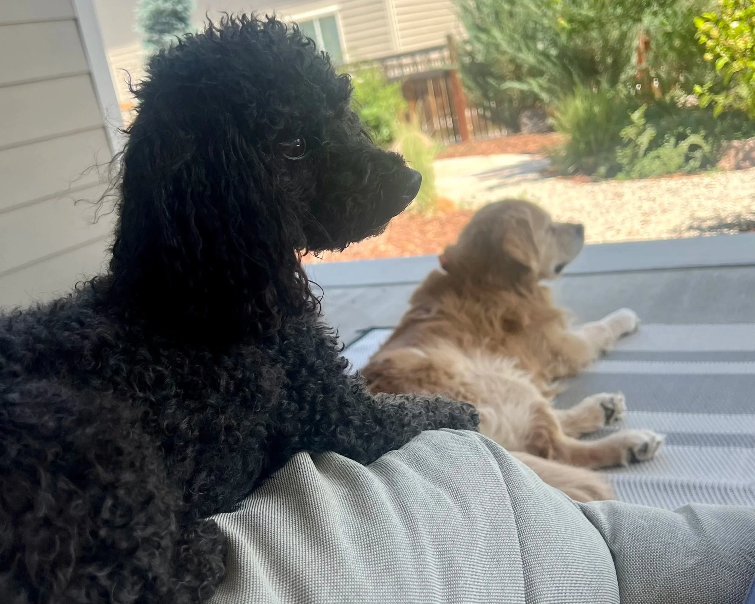 Two dogs enjoying shade on the patio at Homestyle boarding services during summer vacation in Frederick Colorado