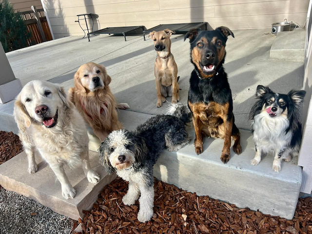 Young dog enjoying personalized homestyle boarding services in Northern Colorado.