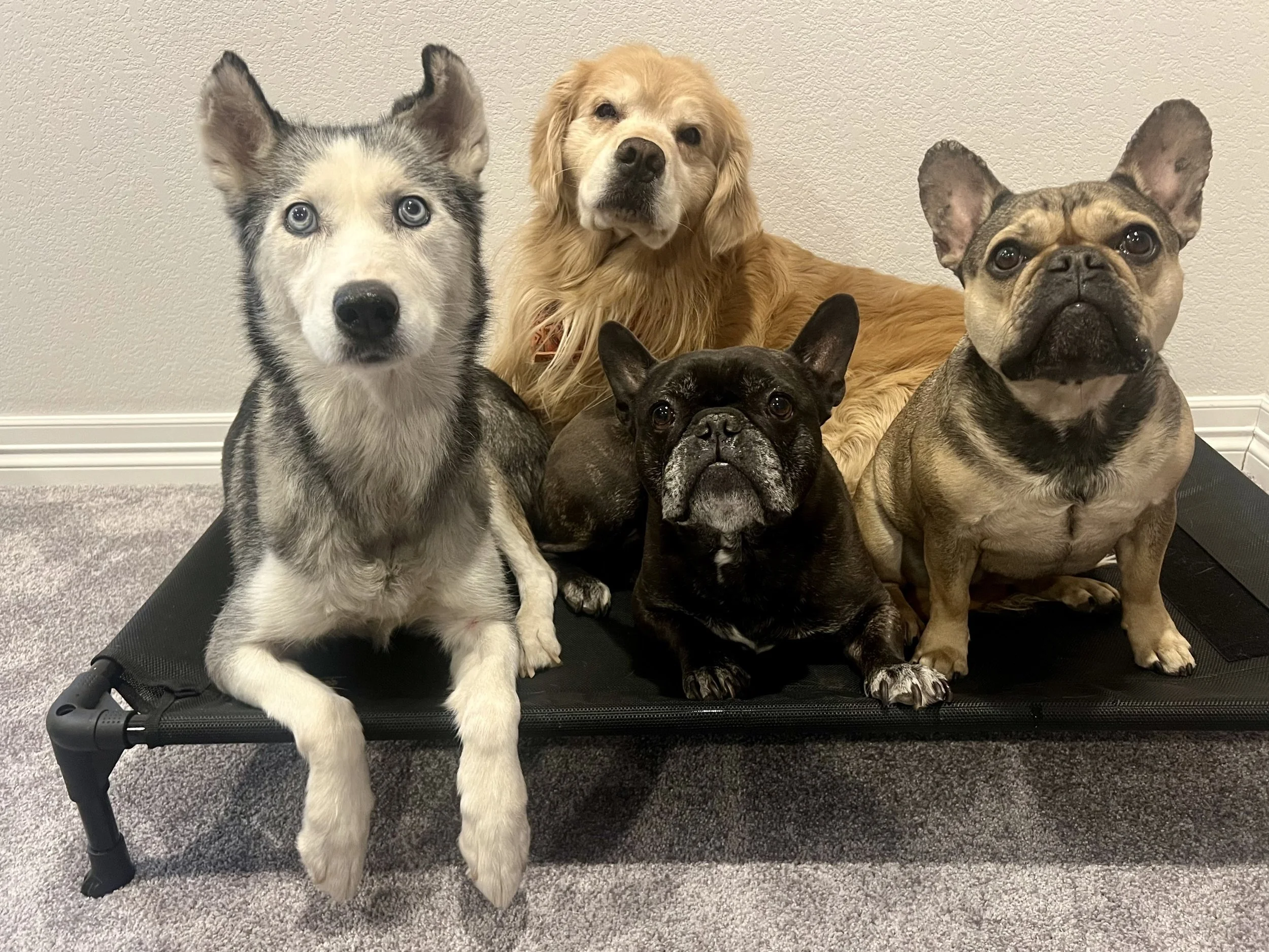 Summer dog boarding and training program providing care and obedience training while families travel.