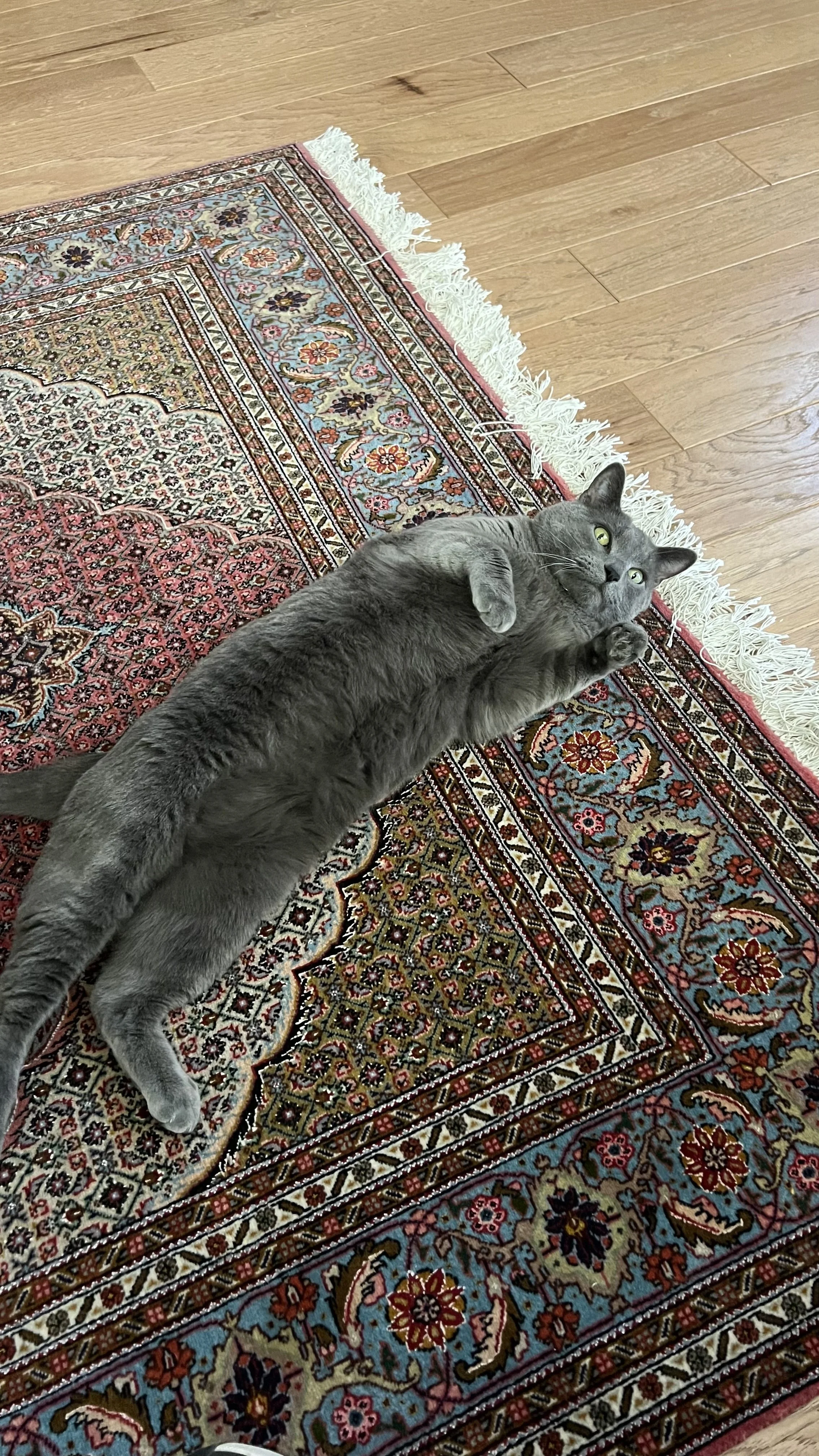 Cat receiving in-home care from professional pet sitter during daily drop-in visit in Broomfield CO including feeding and litter box maintenance
