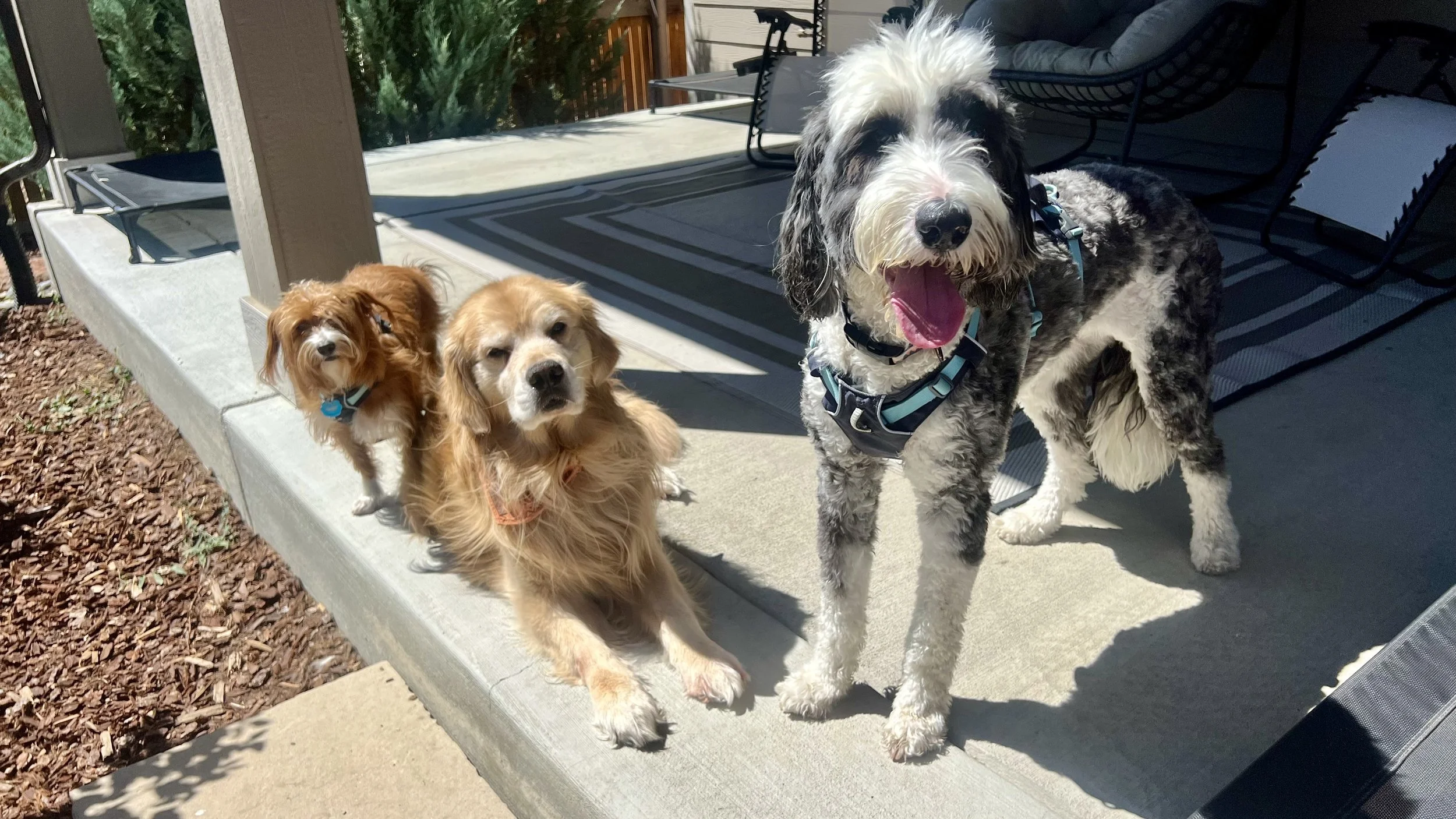Pet owners should schedule professional pet sitting before an upcoming trip
