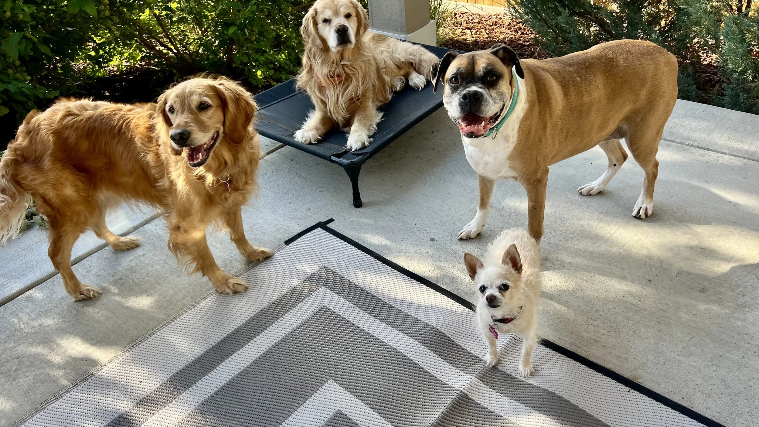 Dogs participating in safe and supervised socialization activities in Northern Colorado.