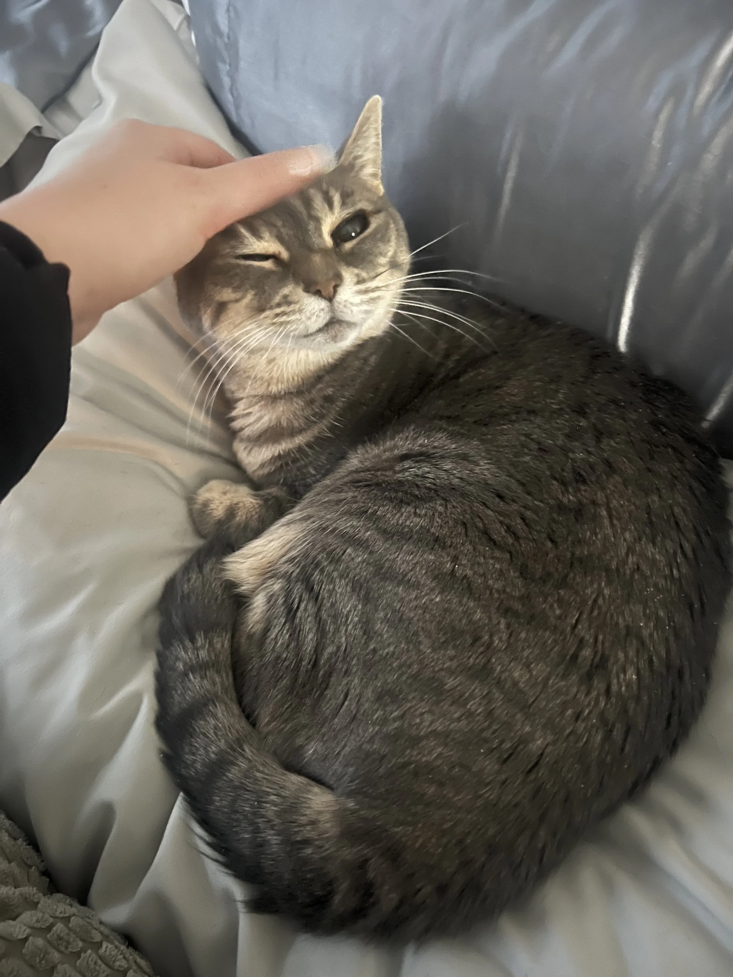 drop-in pet care, in home pet sitting, cat drop in visits, dog drop in visits, Erie pet sitter, Erie dog sitter, Erie cat sitter, pet care Erie Colorado, in home pet sitter Erie, vacation pet care