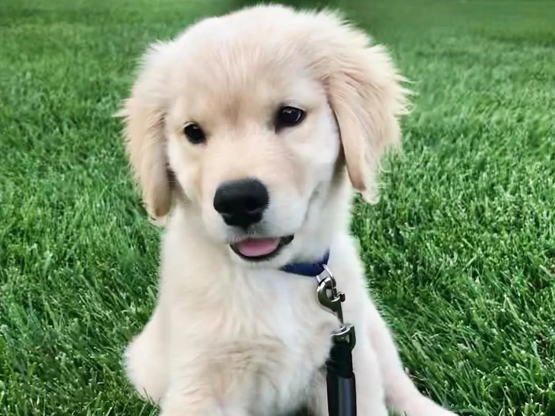 Comprehensive puppy care services including training, walking, boarding, and pet sitting in Erie, Colorado
