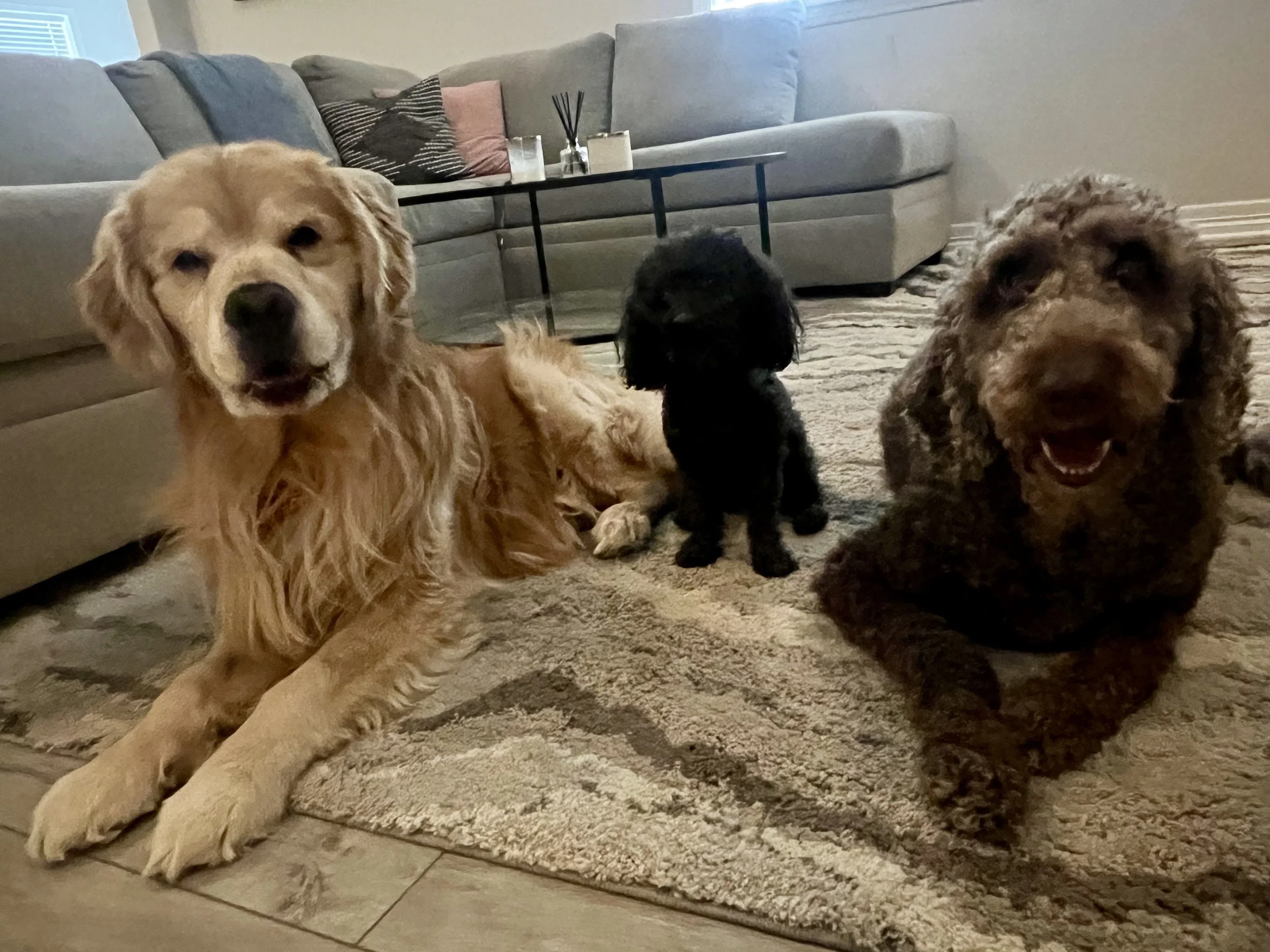 Happy dog enjoying professional homestyle dog boarding services during summer vacation in Frederick Colorado.