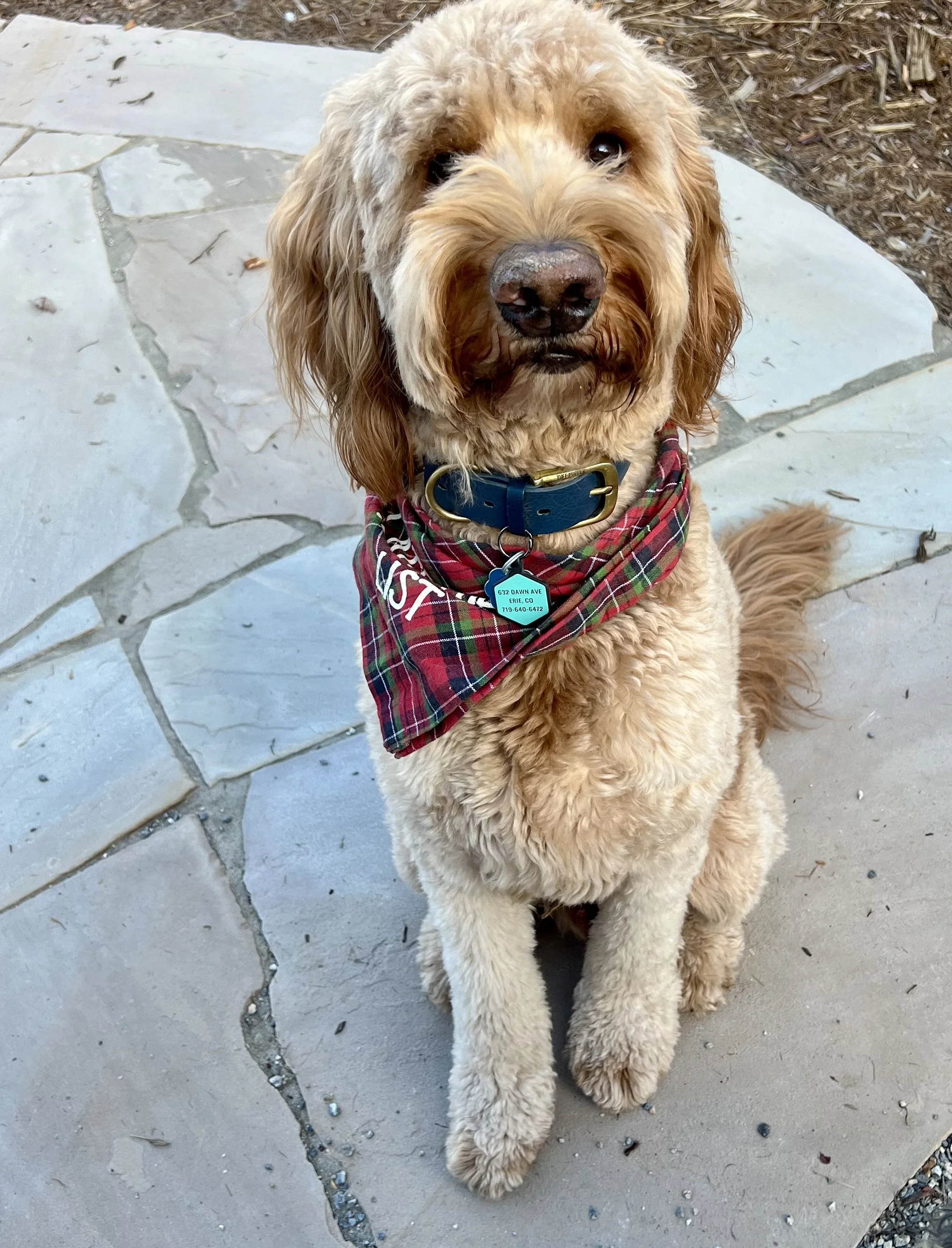 Happy dog spending time with a trusted holiday pet sitter in Erie, Colorado