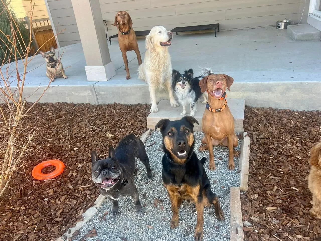 Friendly dog groomer providing professional dog grooming in Erie CO including bathing, brushing, nail trimming, and styling for dogs from Erie, Frederick, and Lafayette seeking affordable grooming near home.