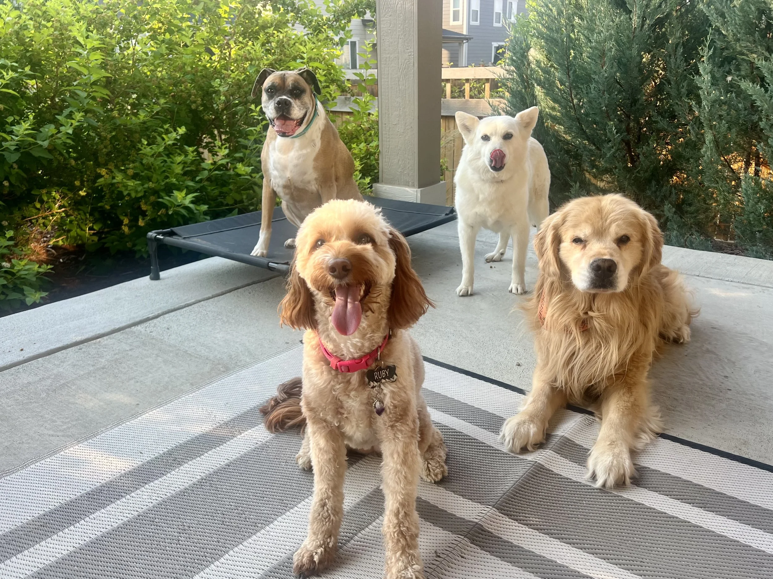 Dog relaxing in a comfortable homestyle dog boarding environment in Erie Colorado with personalized care and supervision.