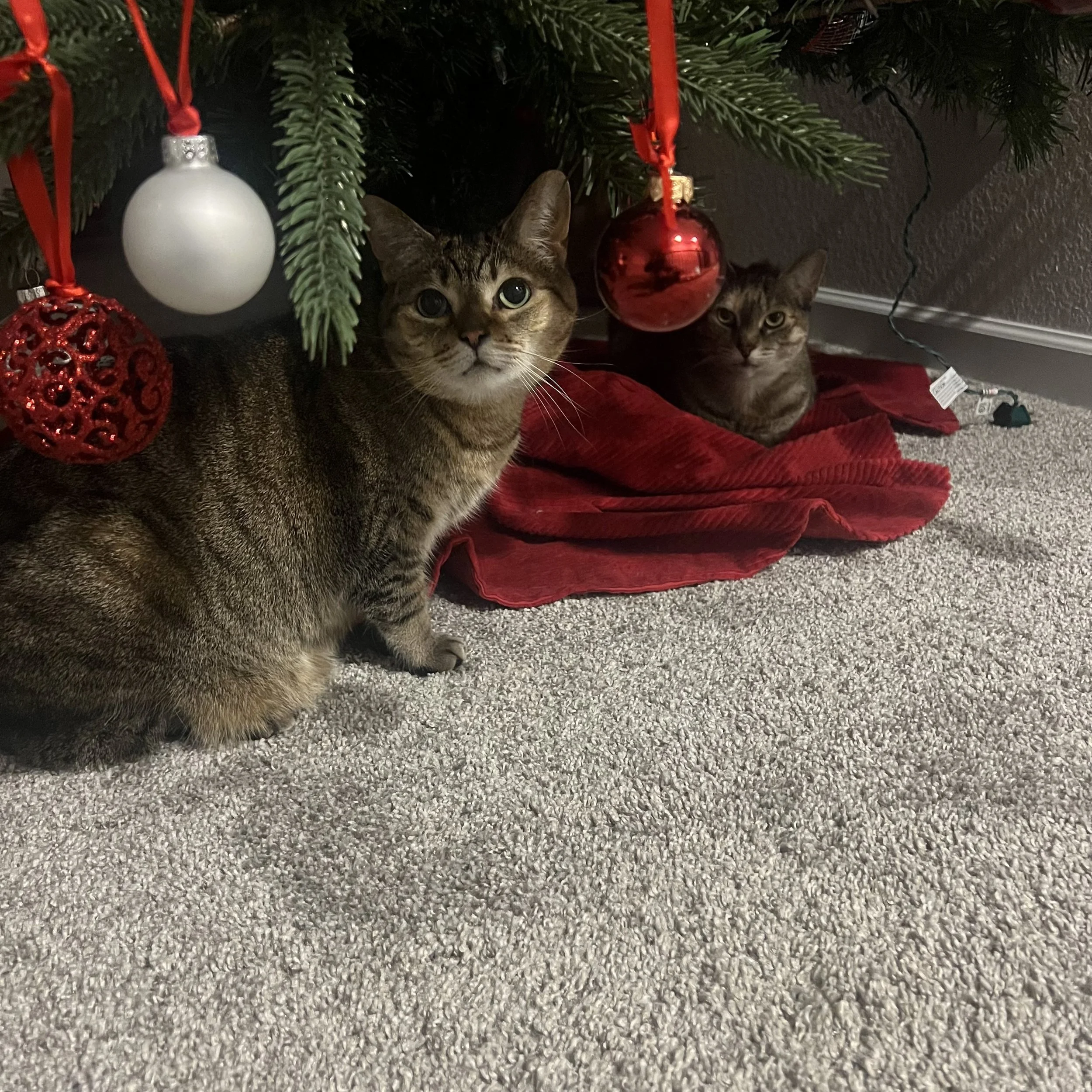 Happy cats relaxing near Christmas decorations during a holiday boarding stay in Erie, Colorado