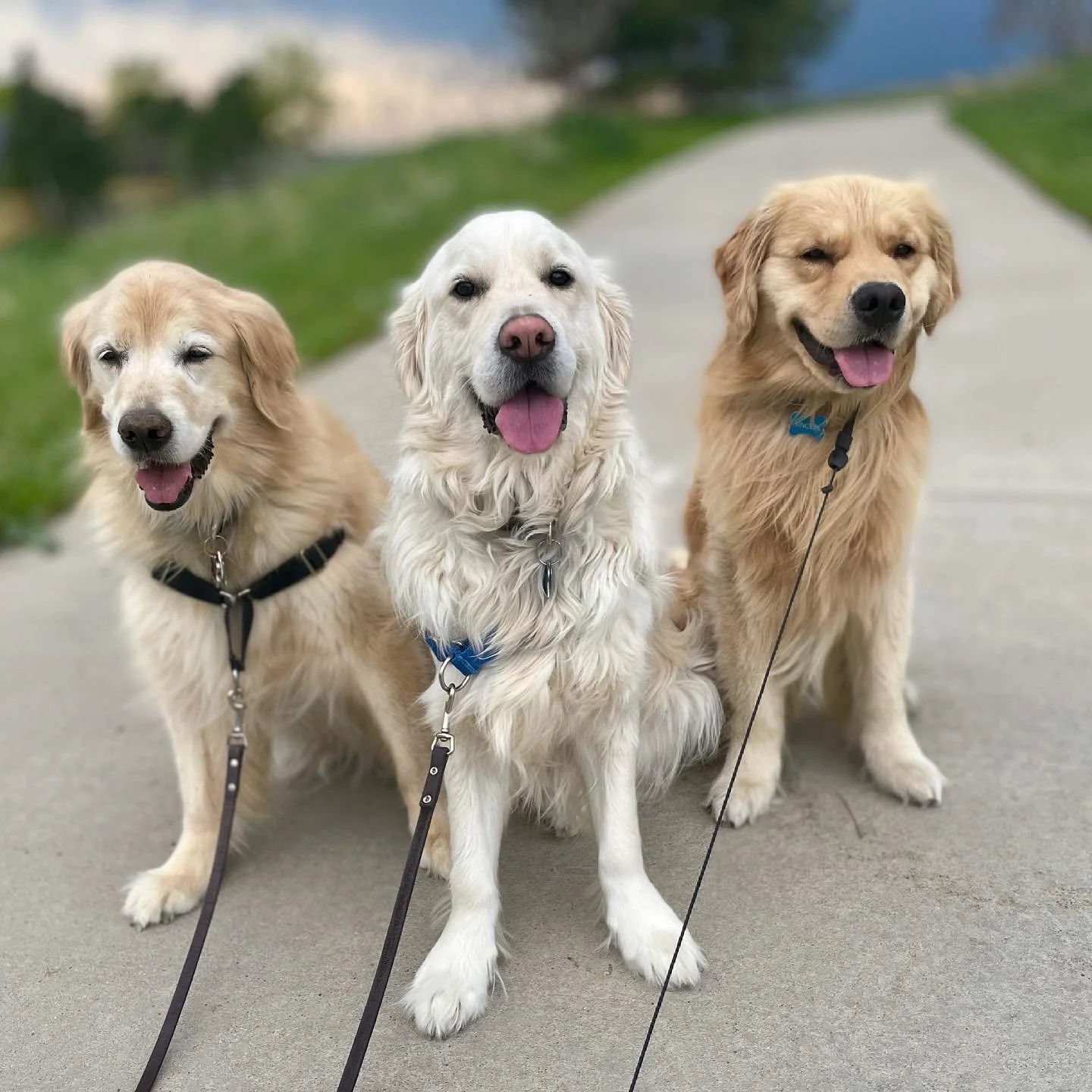 Personalized pet care in Erie, Broomfield, Louisville & nearby CO - dog walking, boarding, grooming, pet sitting, overnight stays, drop-ins & small-animal care from loving professionals you can trust.