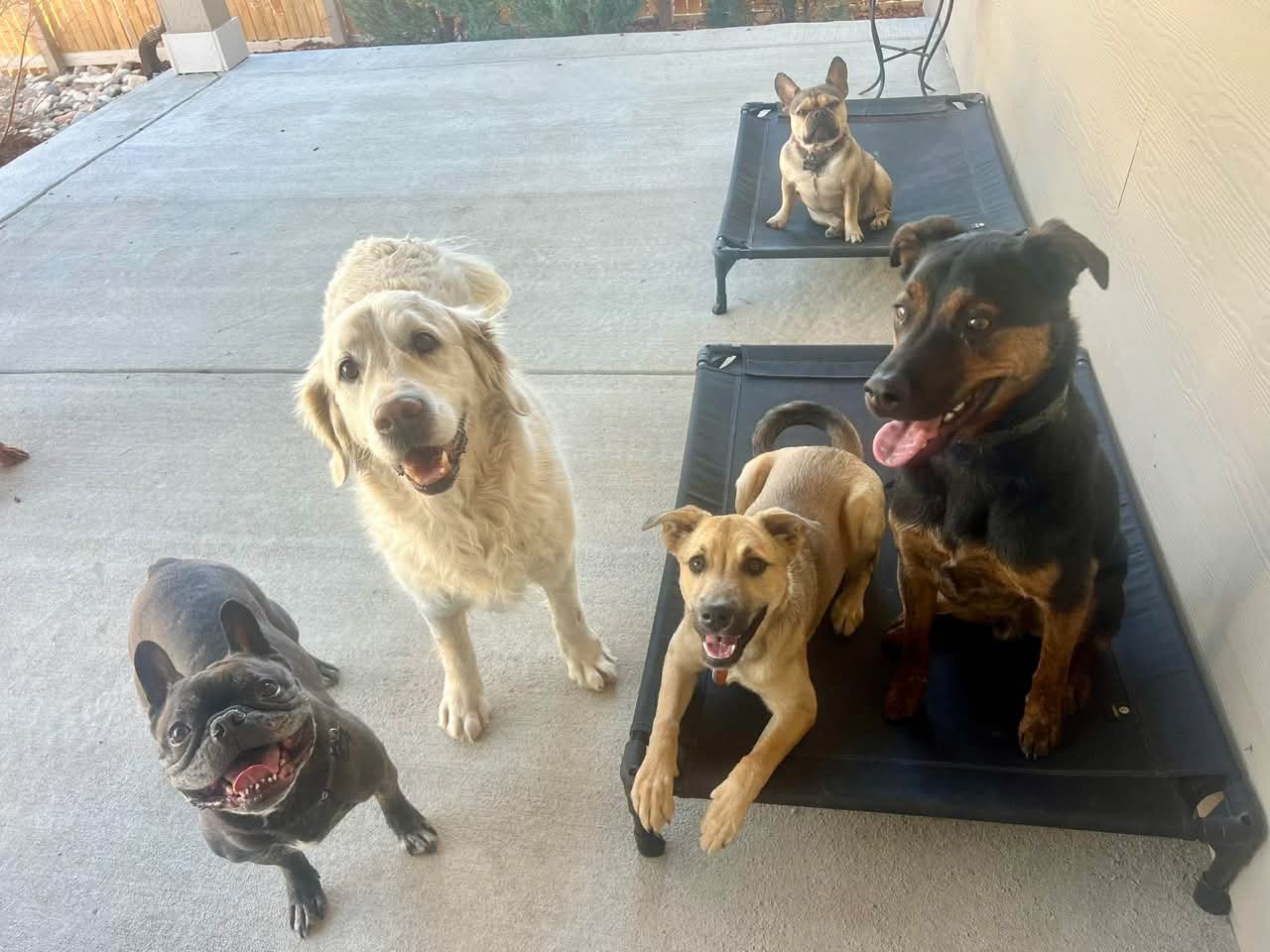 Daily exercise walk with a friendly handler providing reliable dog walking services in Lafayette and Louisville Colorado, ideal for busy households needing consistent dog care.