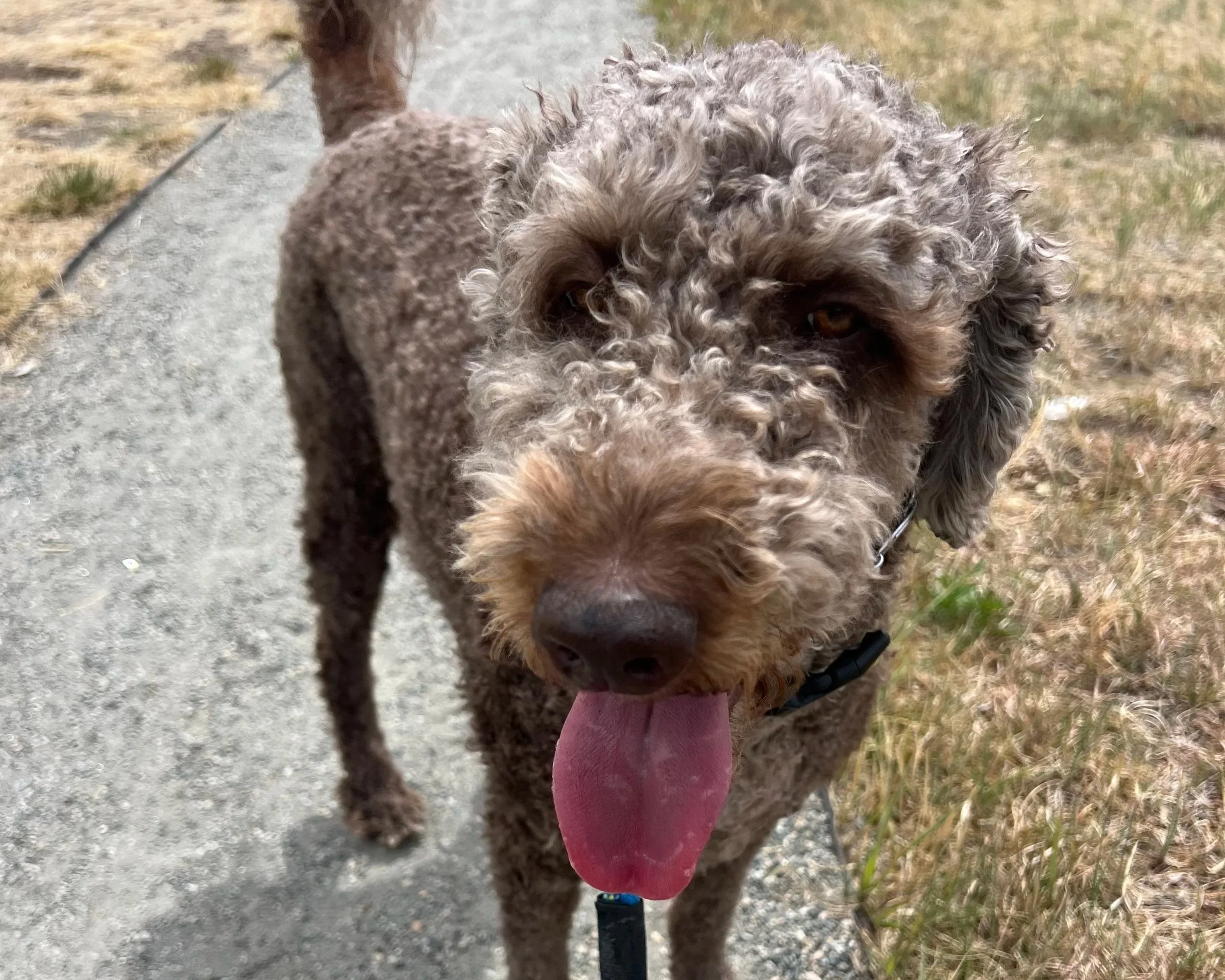 Professional dog walker taking a mid-day walk in open space in Broomfield Colorado for busy pet owners.