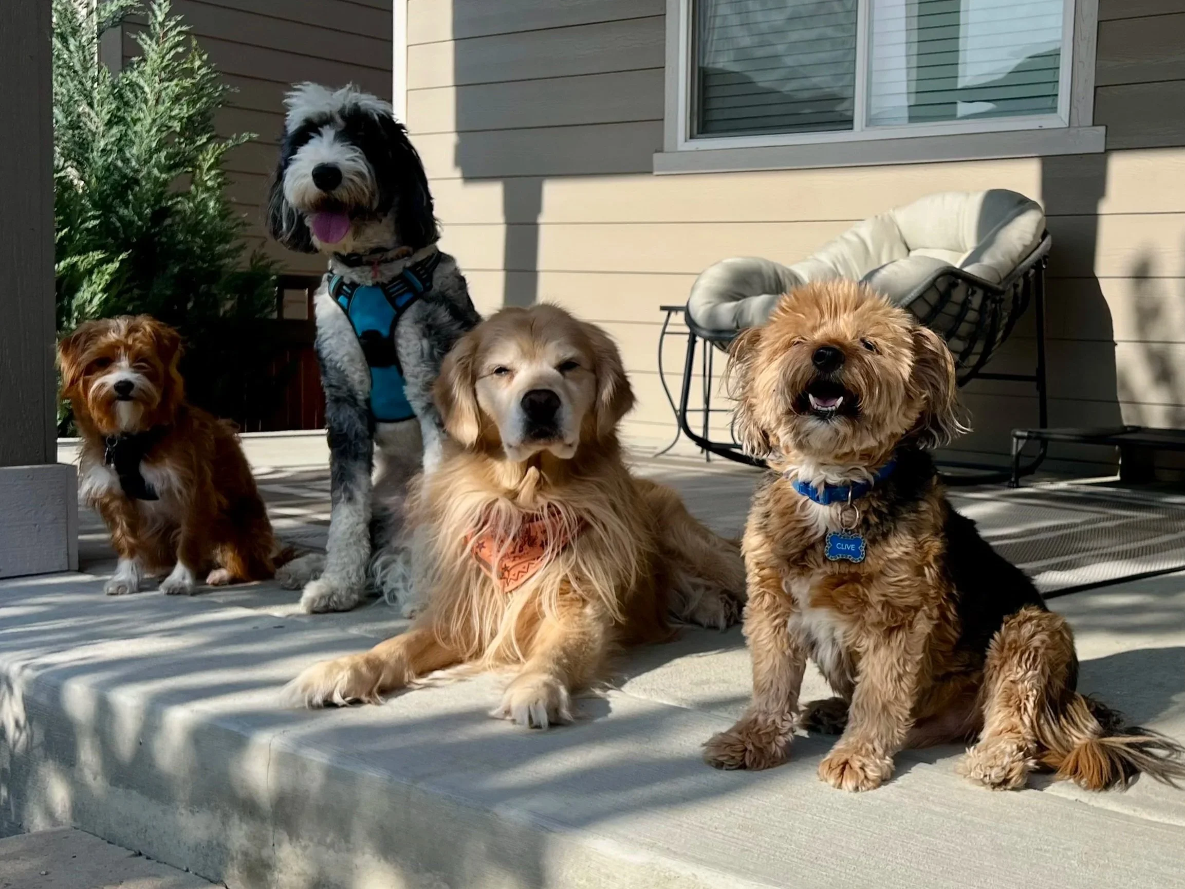 Professional pet sitting and dog walking services in Erie Colorado helping dogs stay comfortable during summer vacation travel.