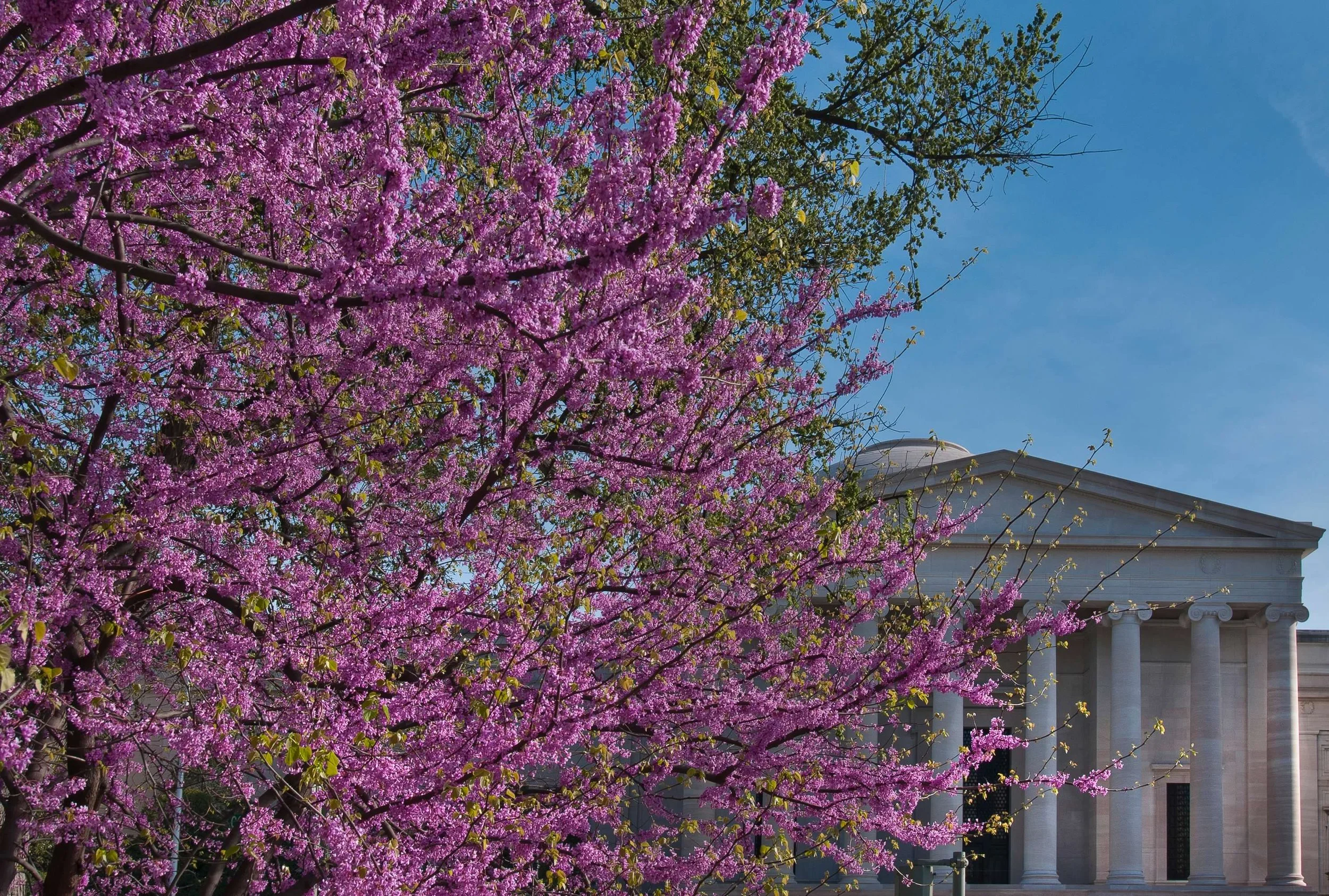 West buildingg with redbuds in spring
