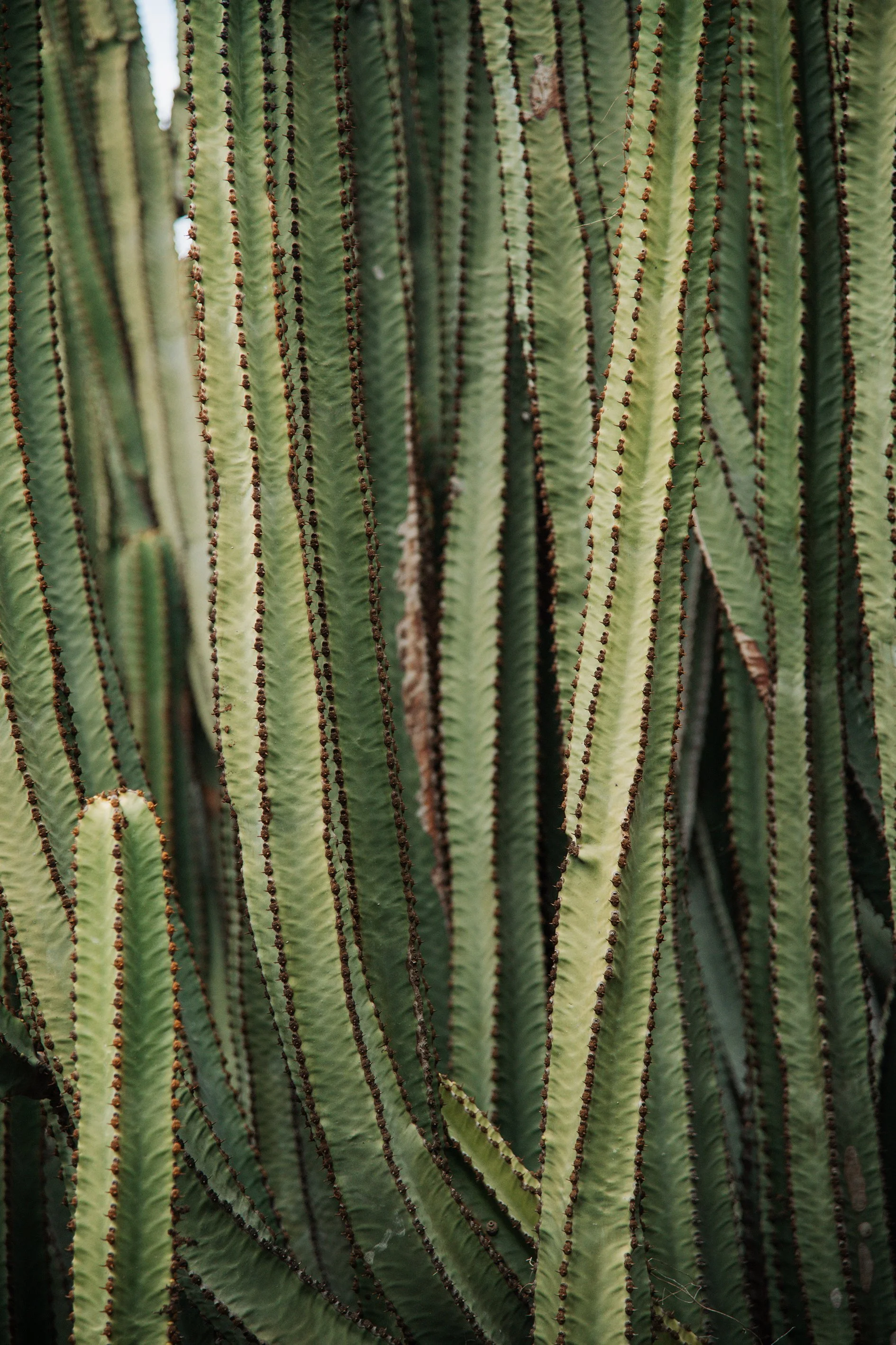 Close-up of tall green cactus plants with vertical ridges and small brown spines.