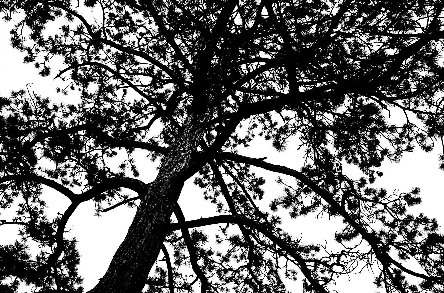 250525-L1001996-TREELOGIC THREE.jpg