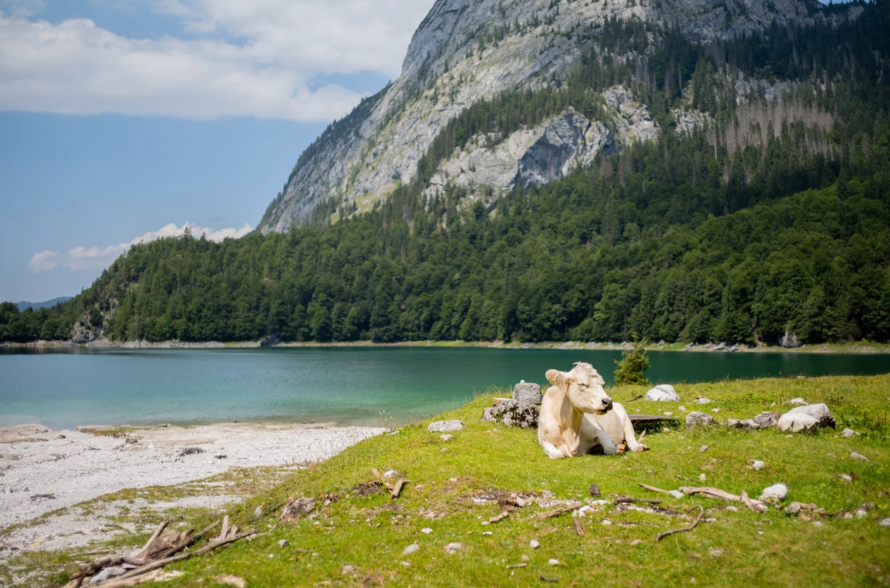 250810-L1002805-GOSAU IN AUGUST FIVE.jpg