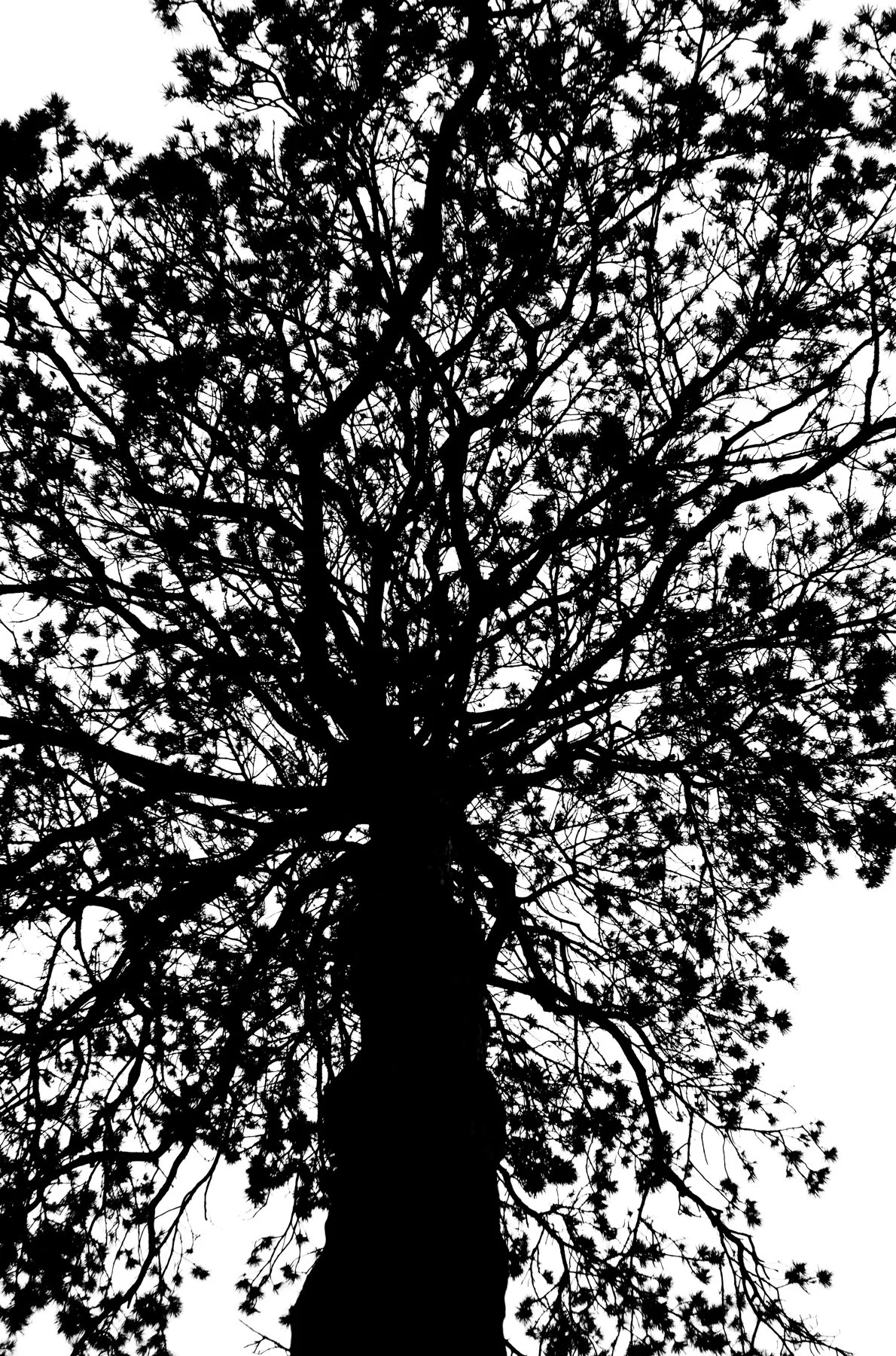 250525-L1002020-TREELOGIC FIVE.jpg