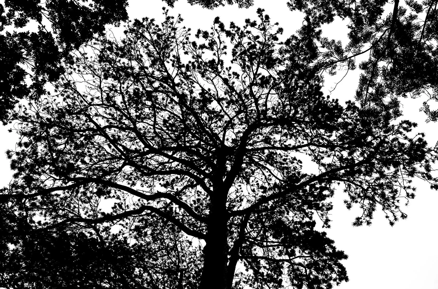 250525-L1001999-TREELOGIC FOUR.jpg