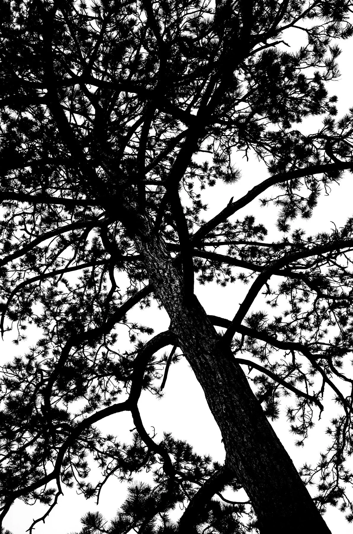 250525-L1001995-TREELOGIC TWO.jpg