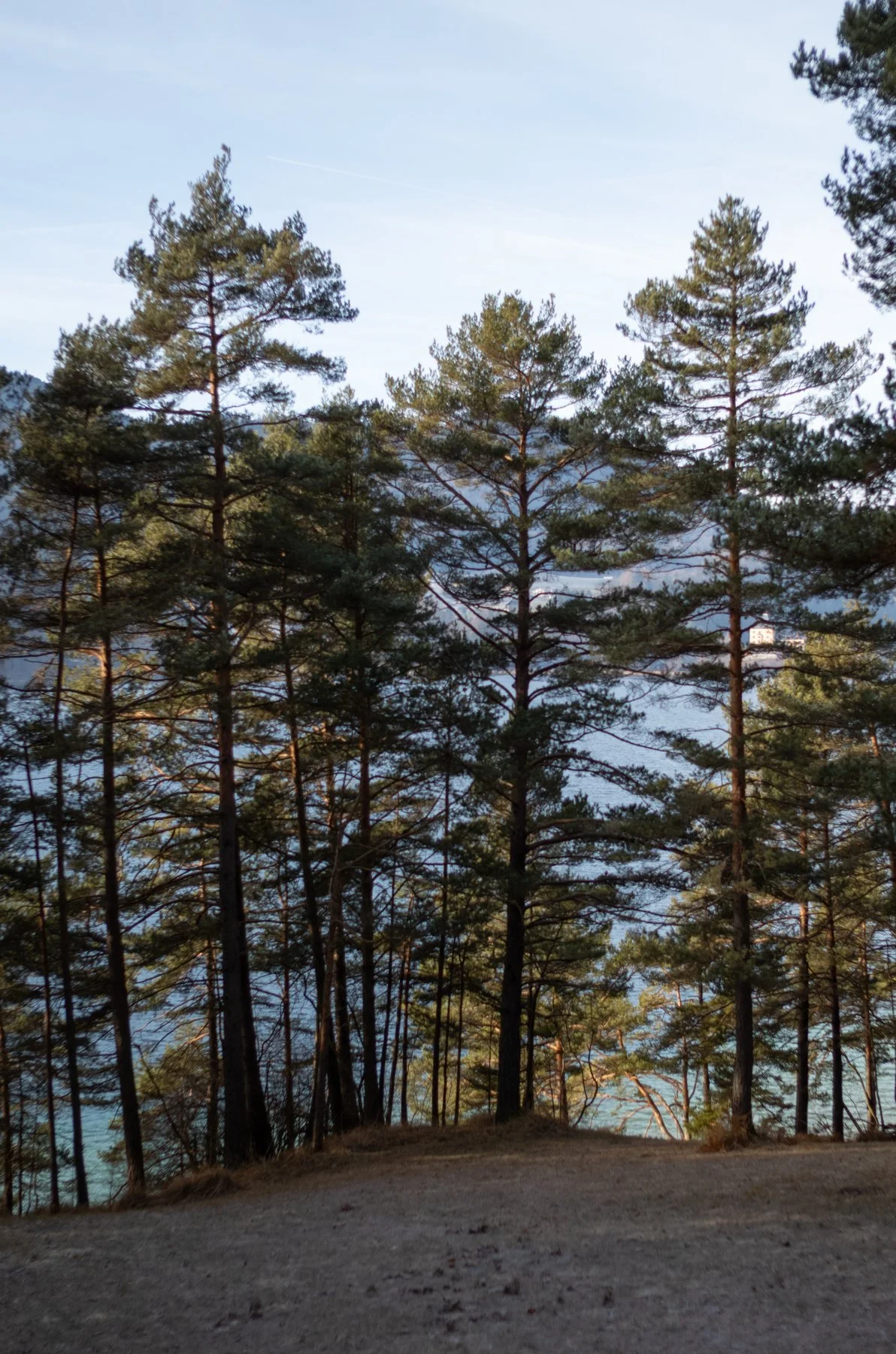 251222-L1003857-Forest's Edge.jpg