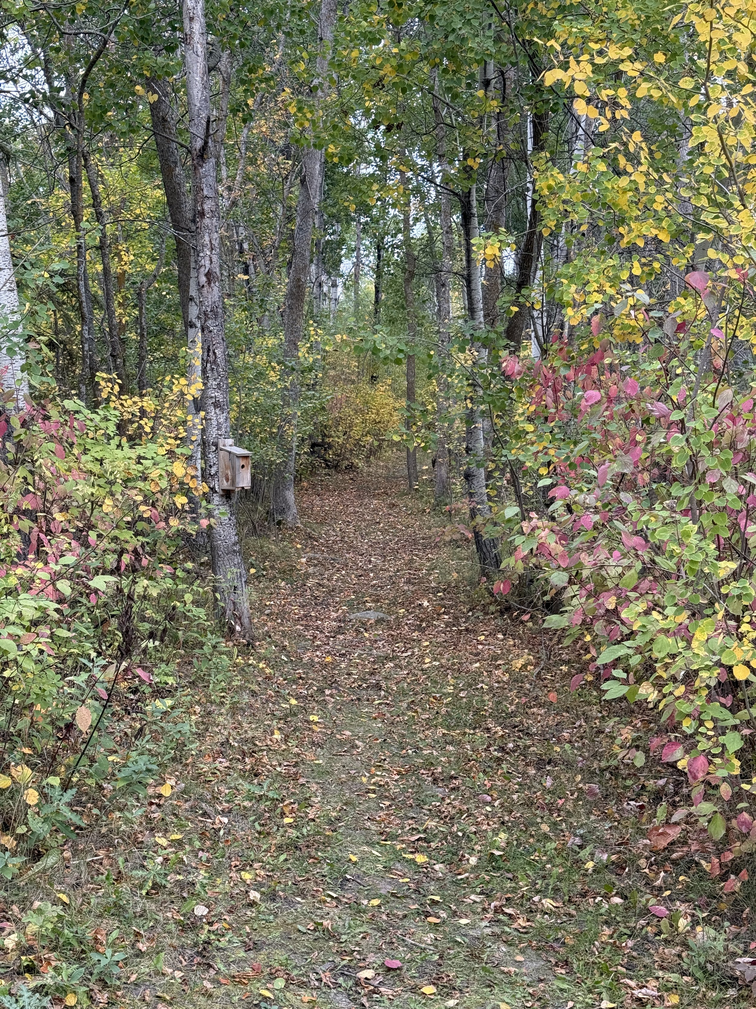 A dirt trail through a forest with trees and bushes on both sides, some leaves turning yellow and red, and a small wooden birdhouse attached to a tree on the left.