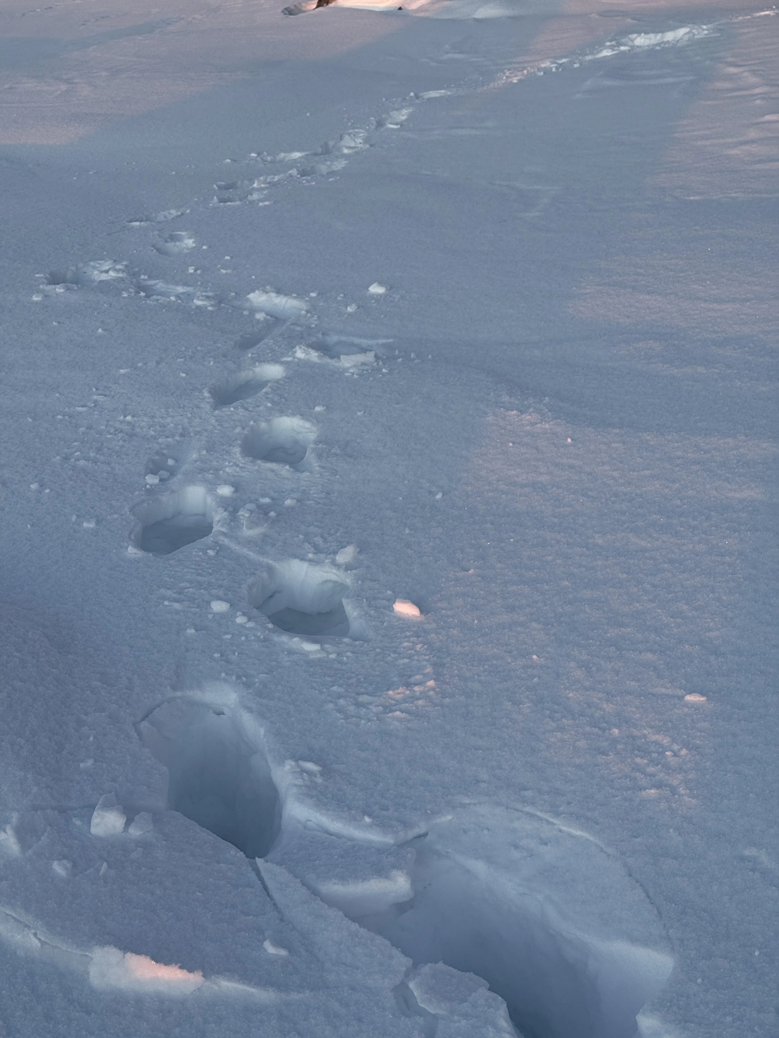 A trail of animal footprints in the snow, stretching across a snow-covered landscape.