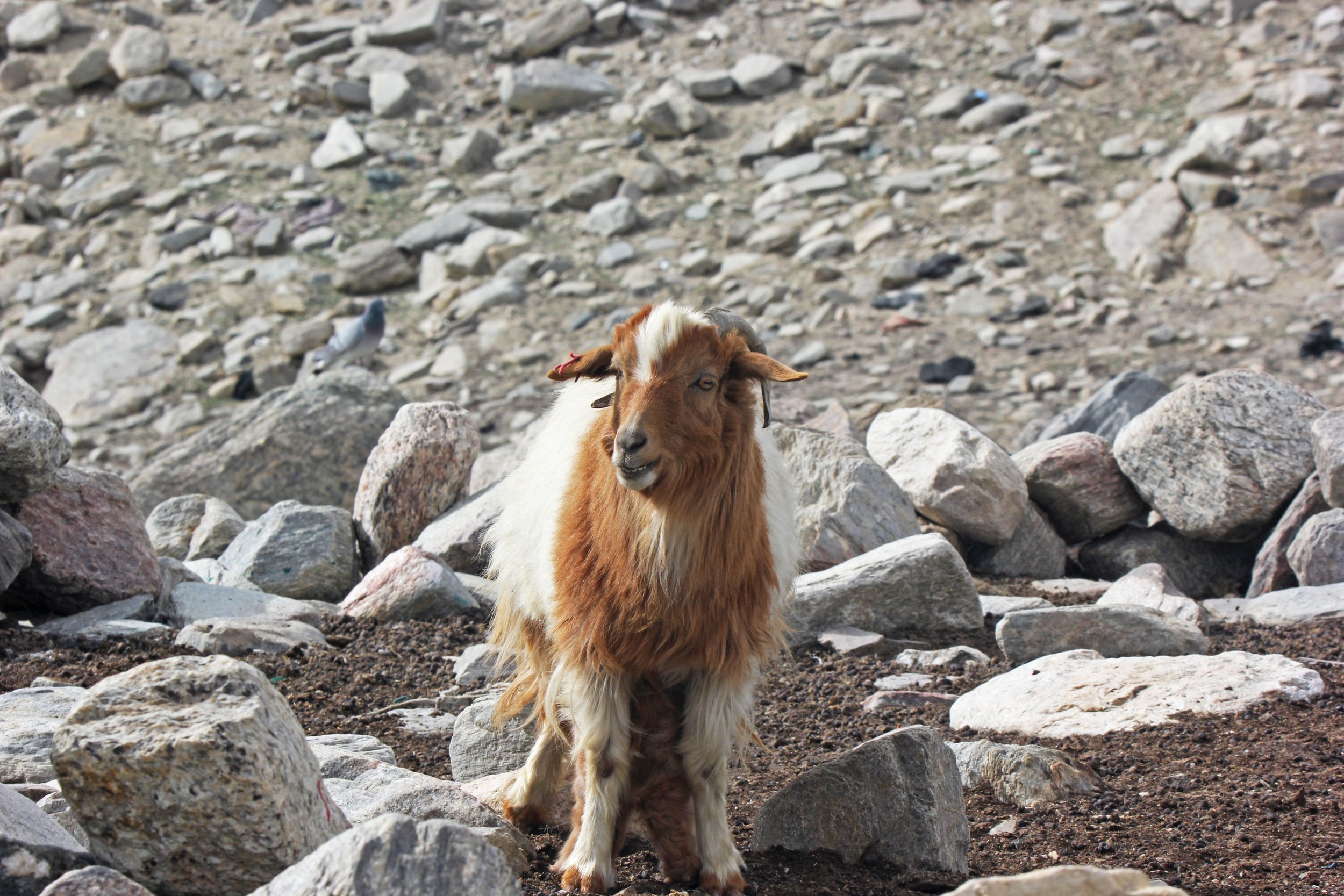 A goat standing on rocky terrain with scattered rocks and dirt, with a mostly clear background of more rocks and dirt, and a small bird perched on a nearby rock.