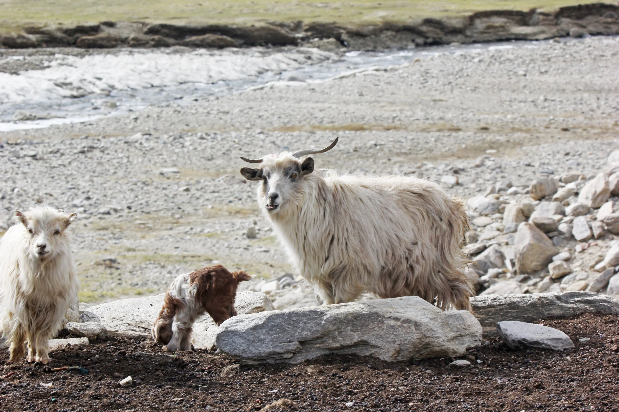 Three cashmere goats in Changthang, Ladakh, two young and one adult, standing on a rocky, dirt area with a mountain stream and rocks in the background.