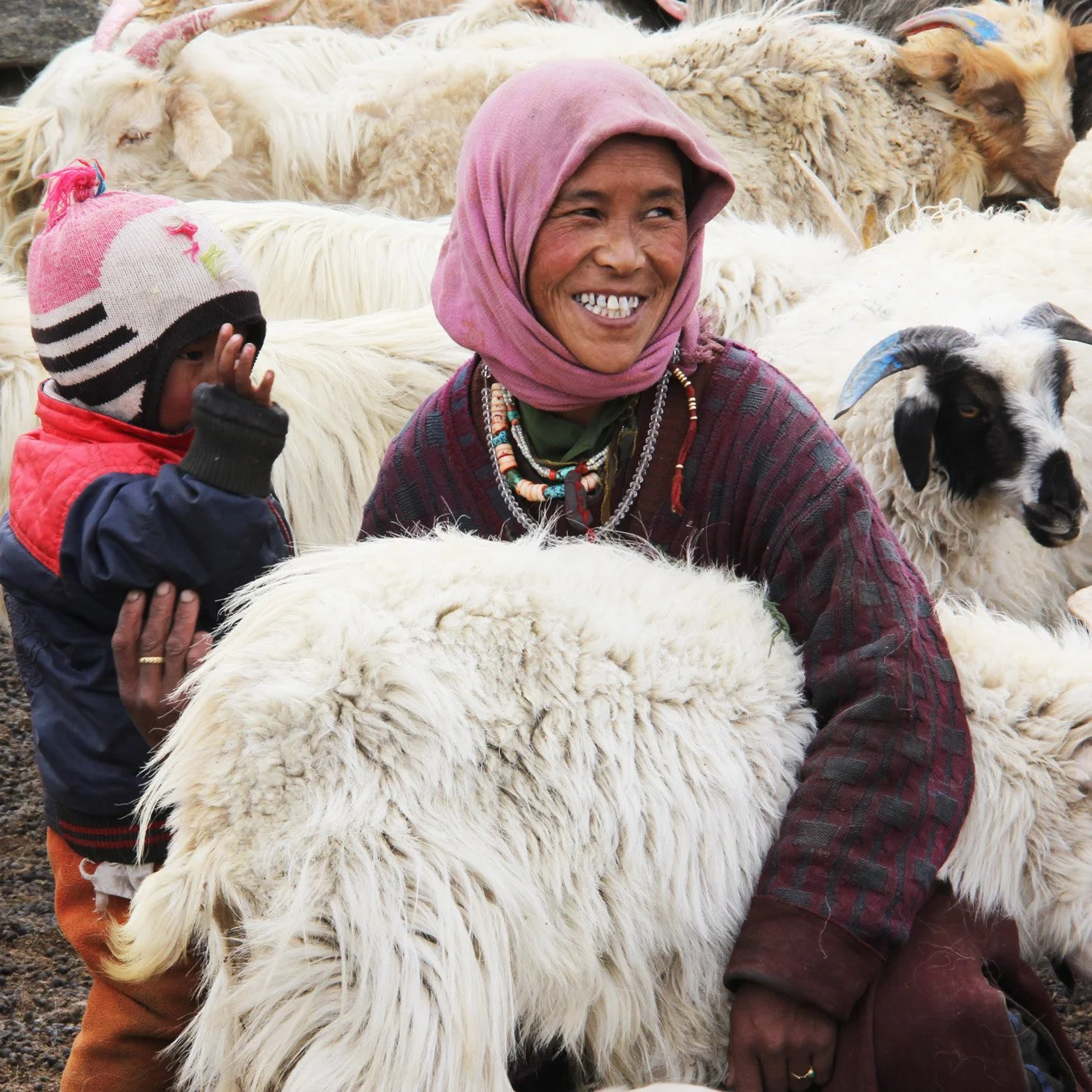A tribal changthangi woman in Ladakh and a child surrounded by cashmere goats, with the woman smiling and wearing a pink headscarf, and the child wearing a colorful hat, coat, and gloves.