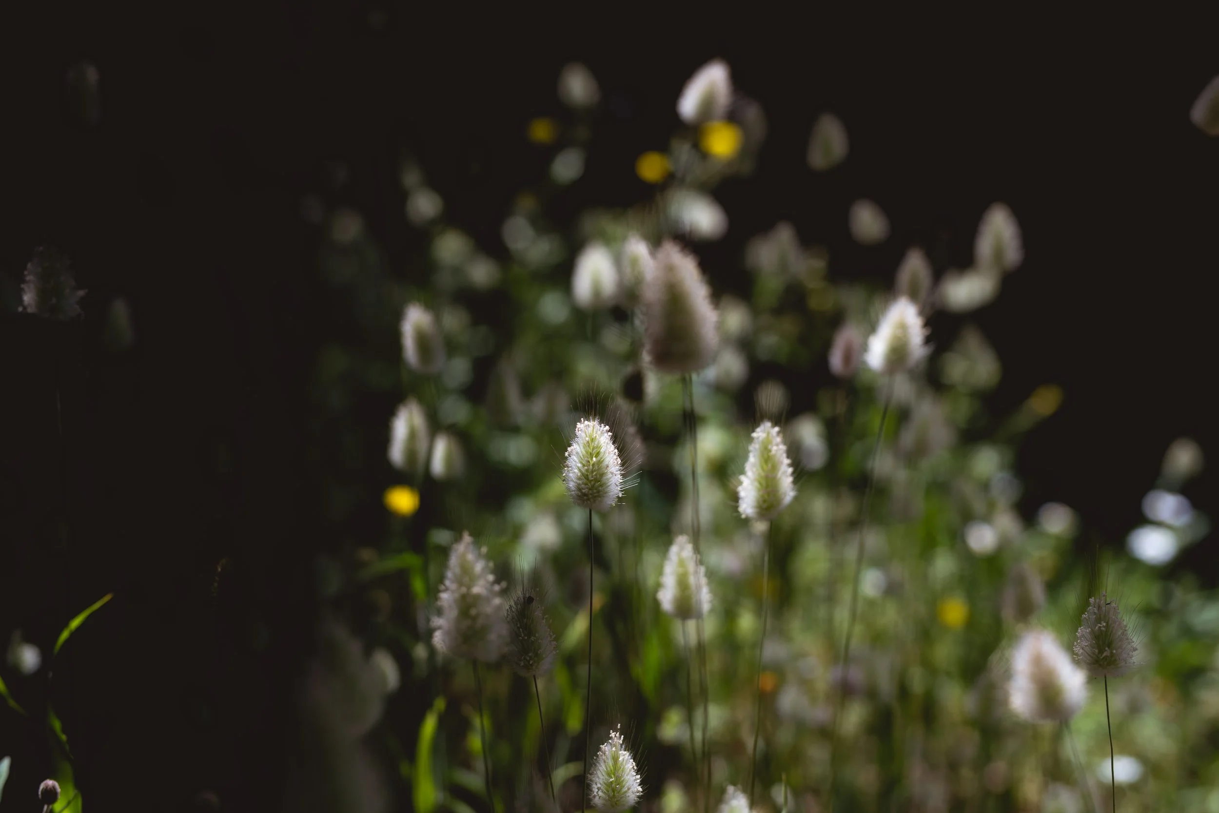 Blurred wildflowers in a dark setting with one brightly lit fluffy white flower in the foreground.
