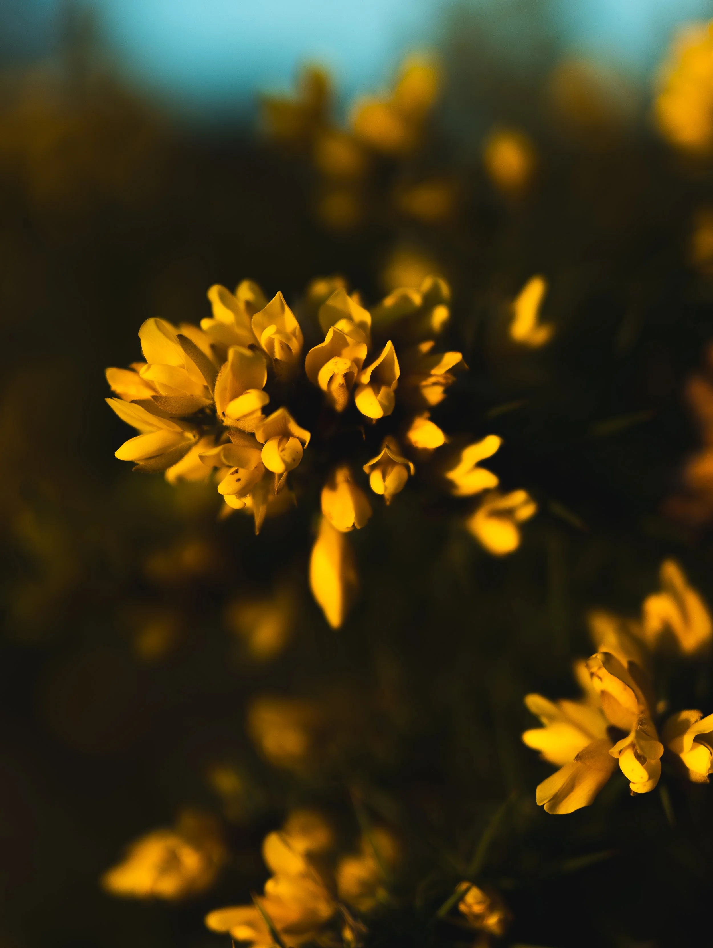 Close-up of yellow flowers illuminated by warm light, blurred background