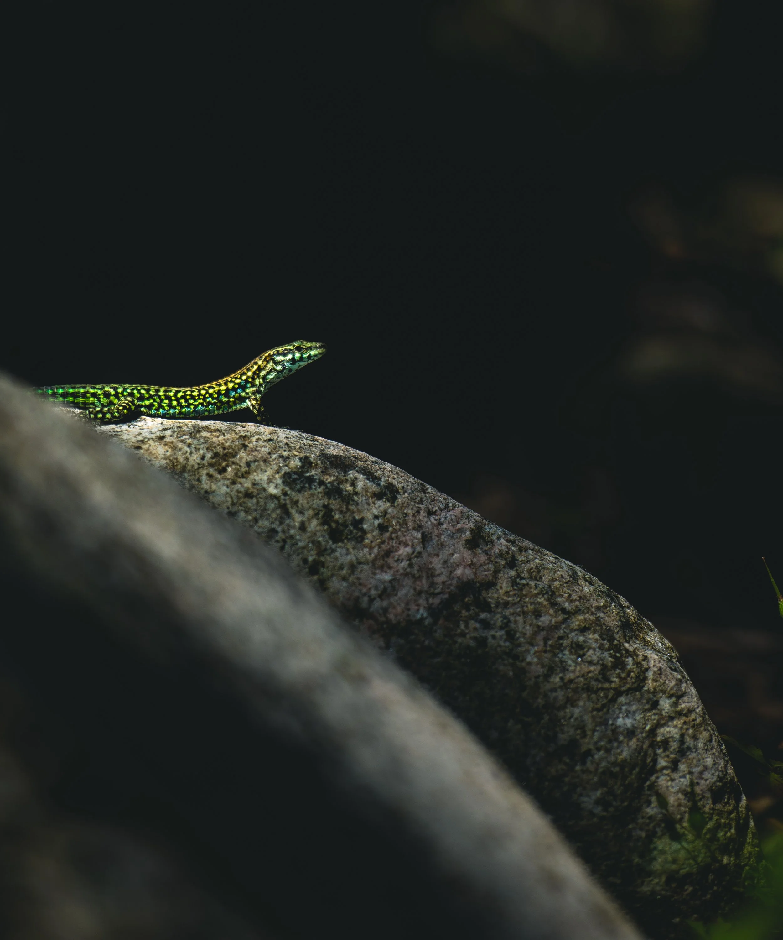 A small green and black lizard on a rock with a dark background.