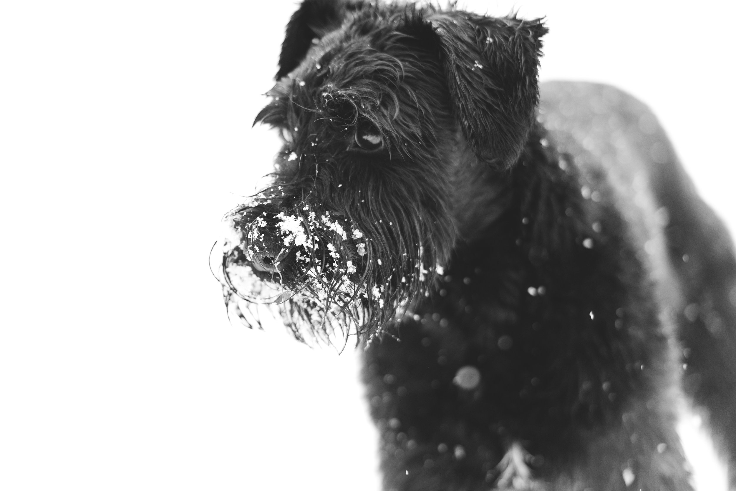 A black dog with wet fur and snow on its face, looking to the side against a white background.